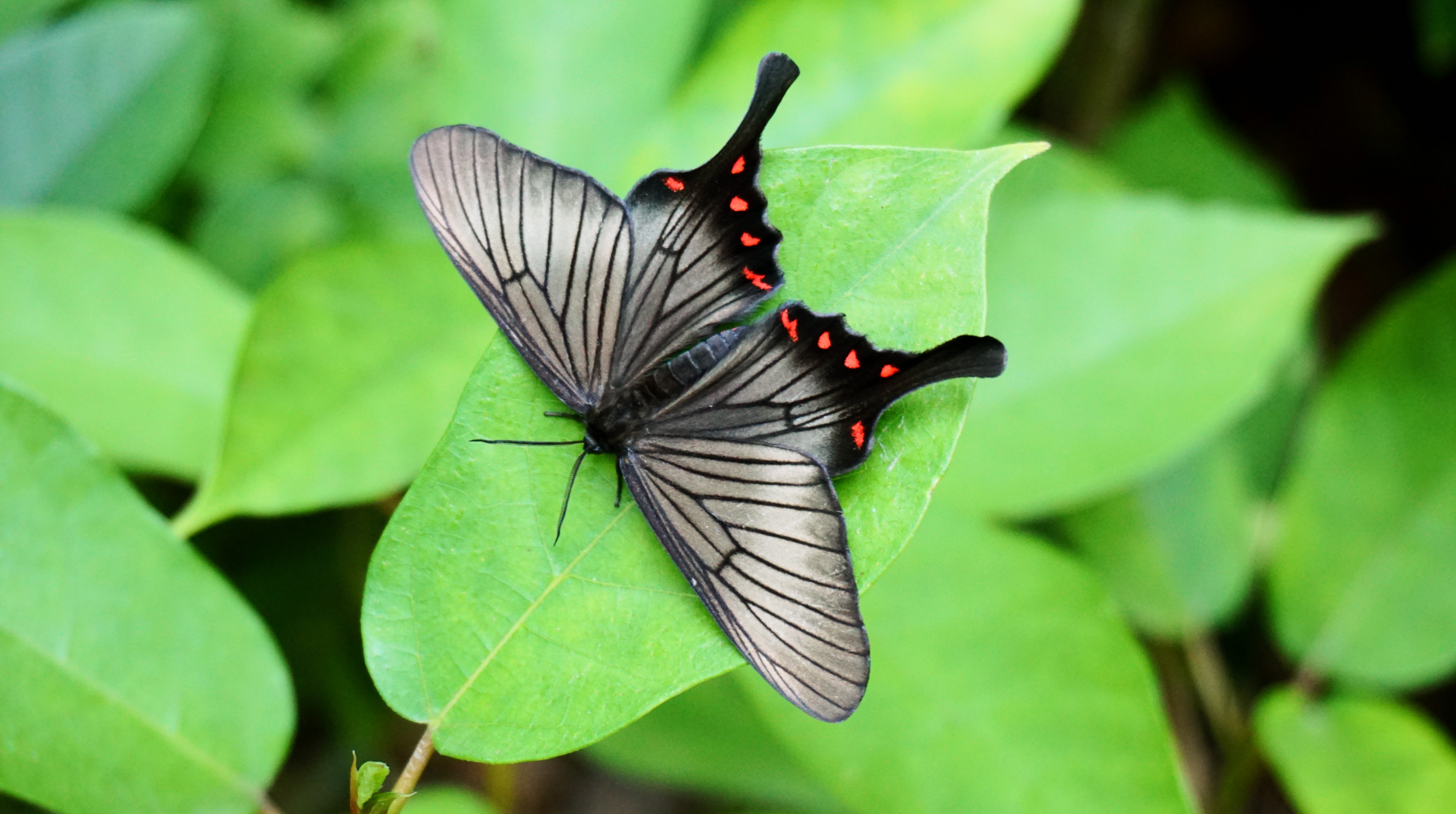 Wildlife along the Nakasendō