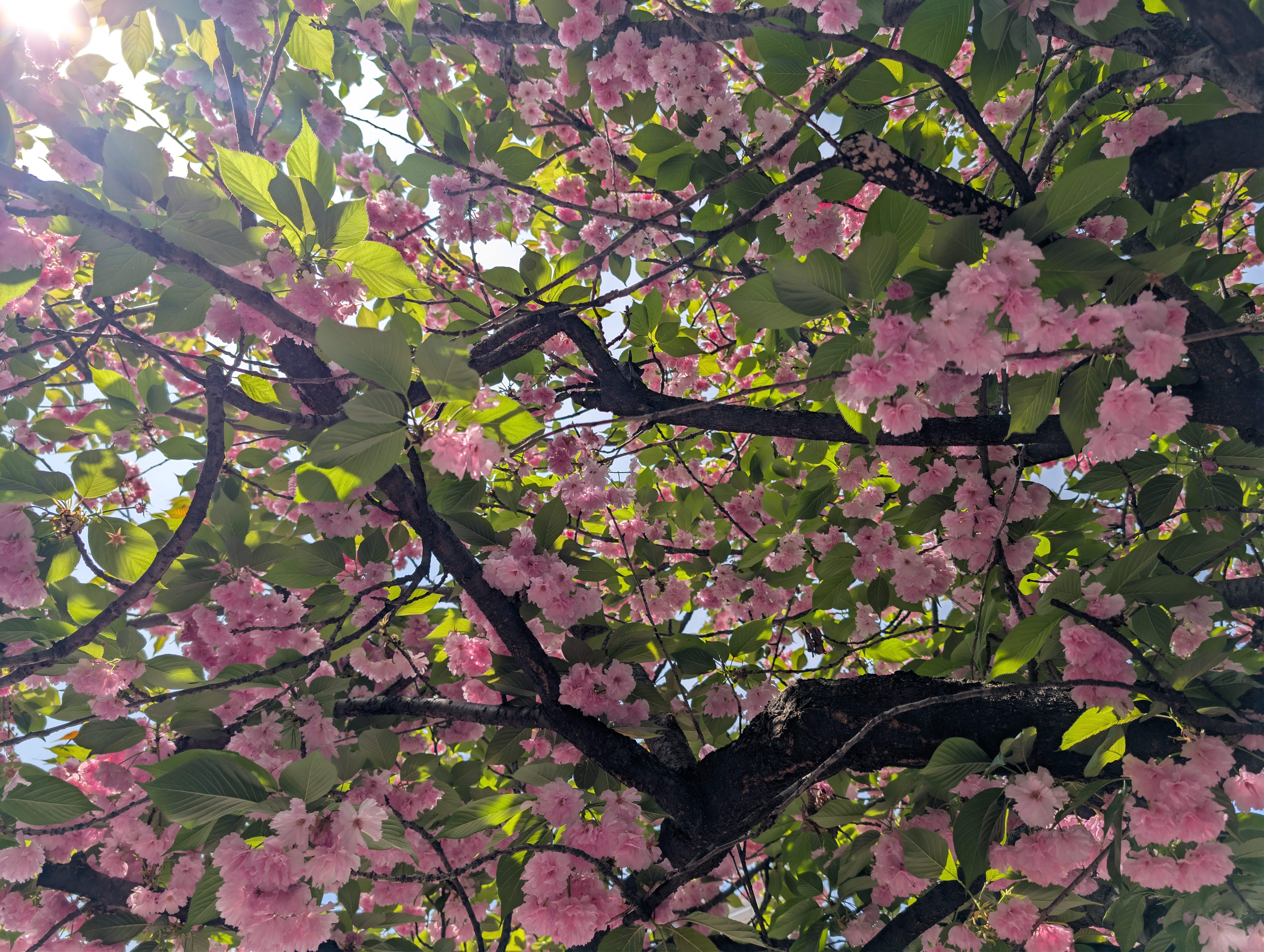 Cherry tree with pink blossoms.