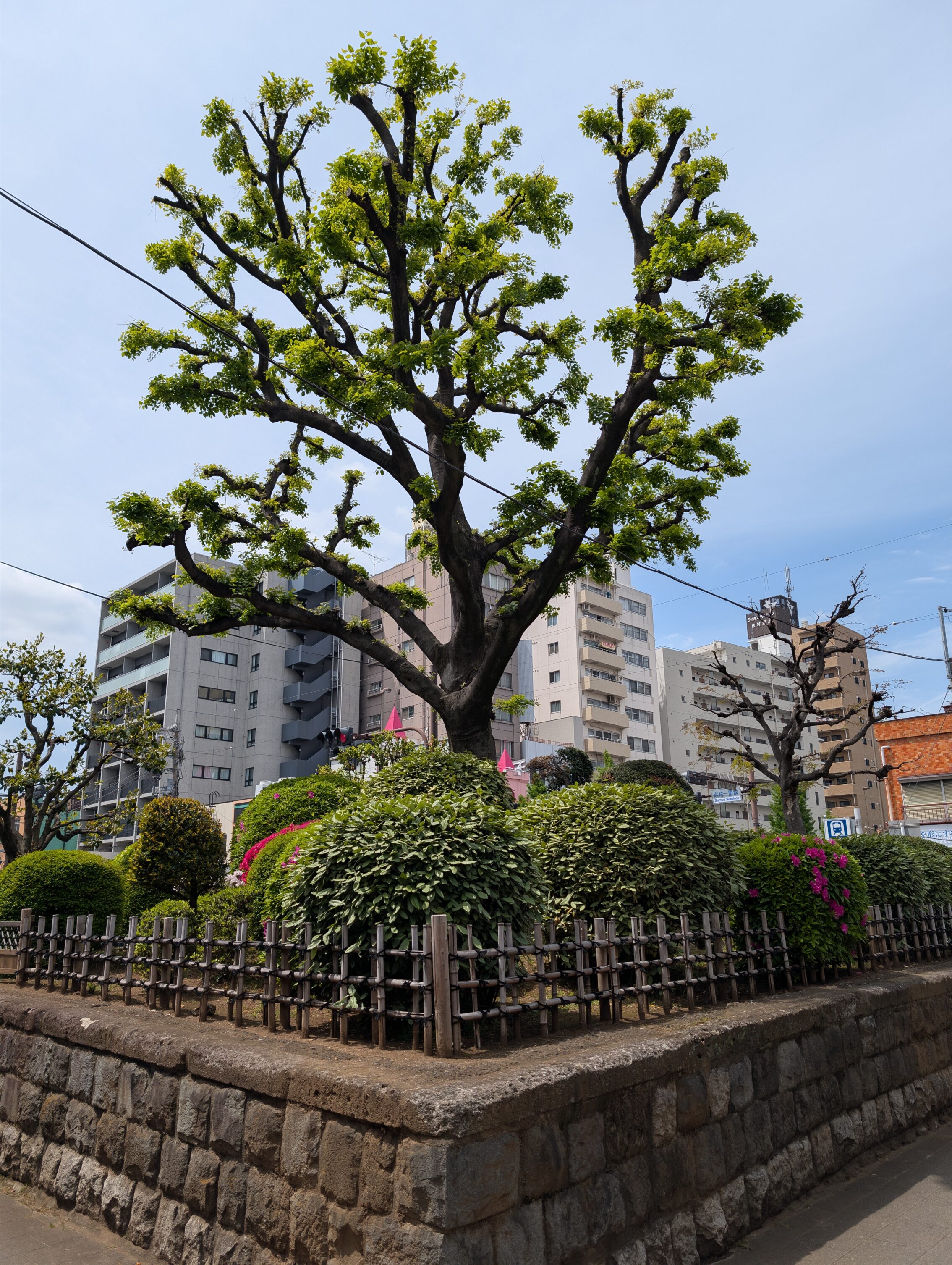 A large tree growing on an earthen mound that is surrounded by a stone wall. 