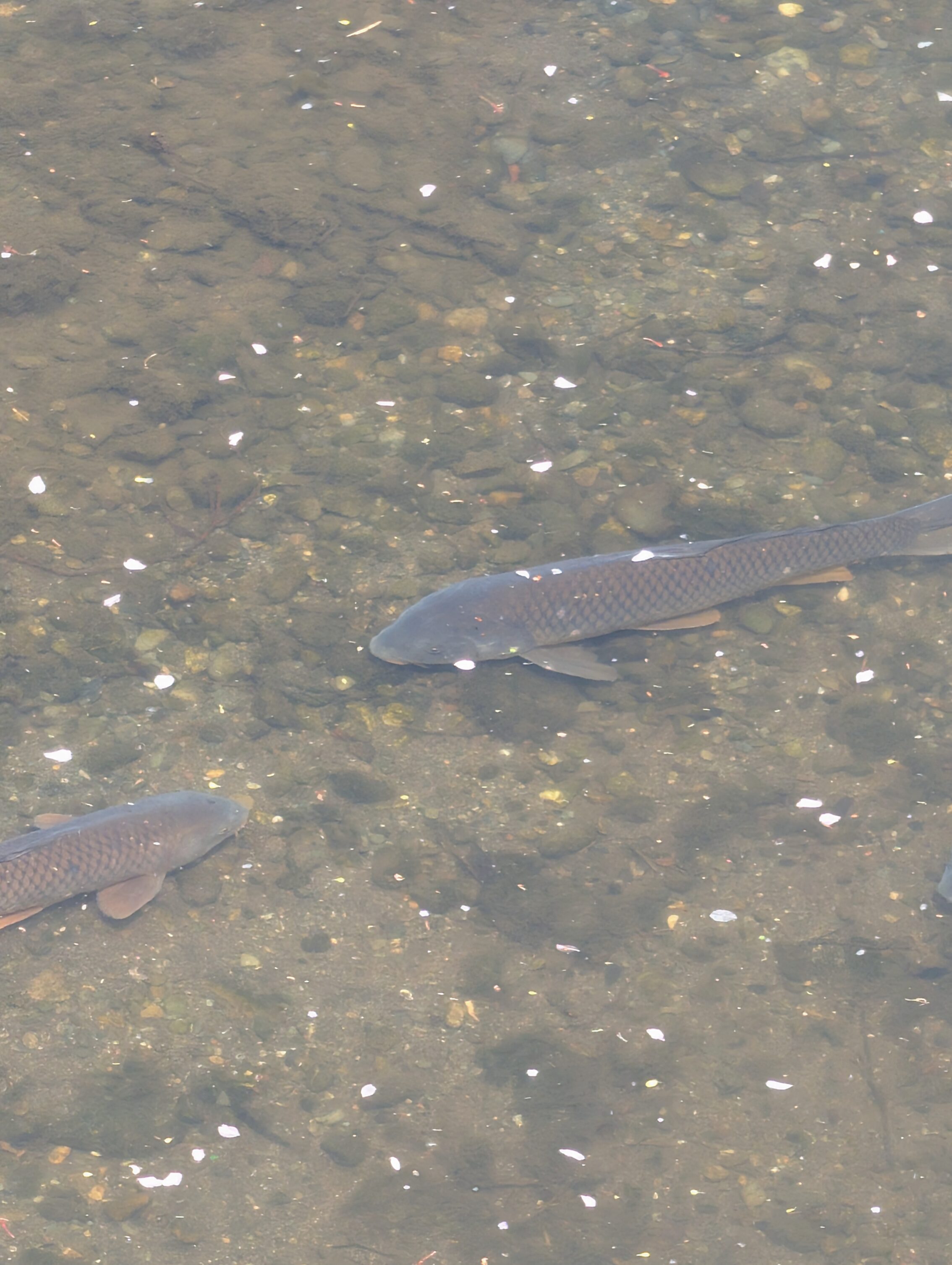 A couple of large grey fish in a shallow river.
