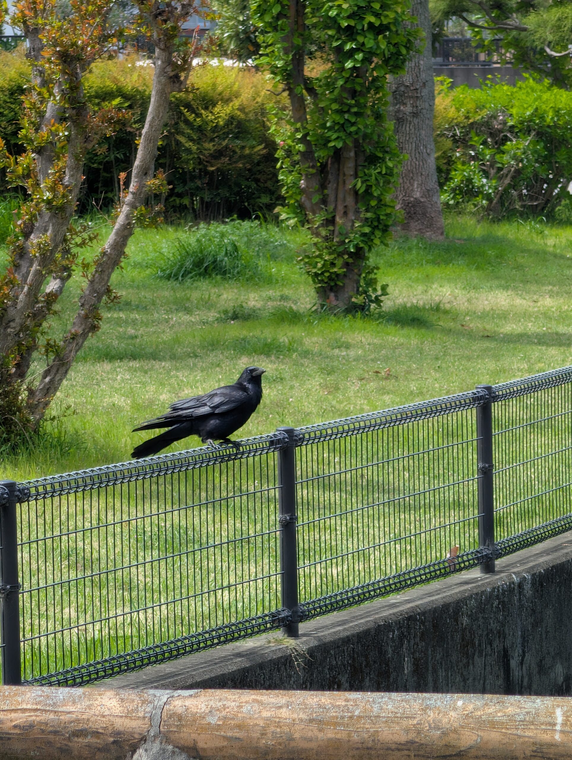 Wildlife so far