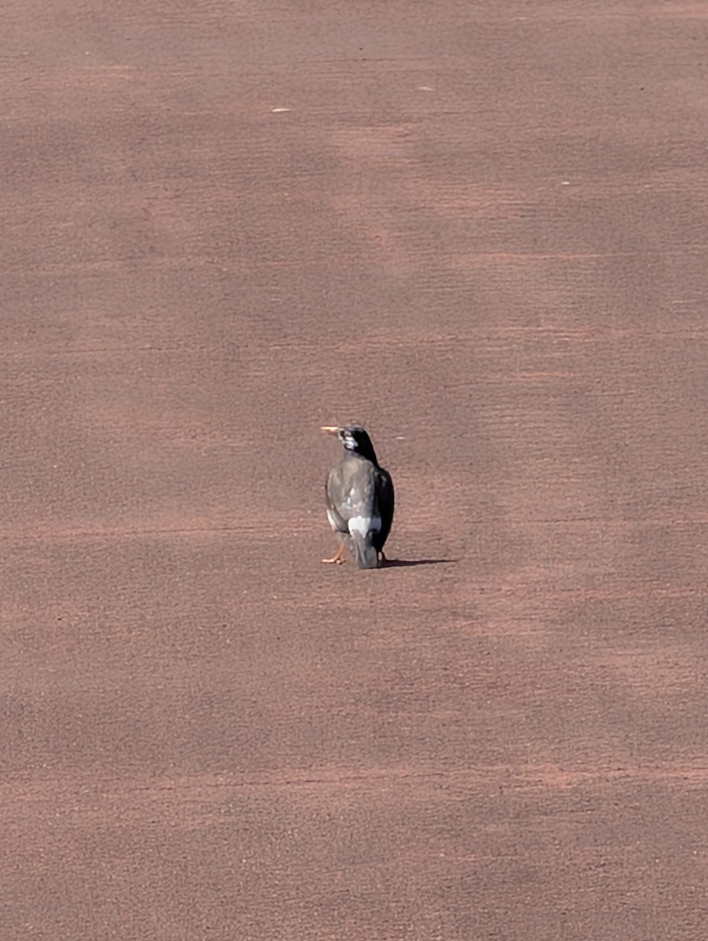 Birb on a red asphalt road.
