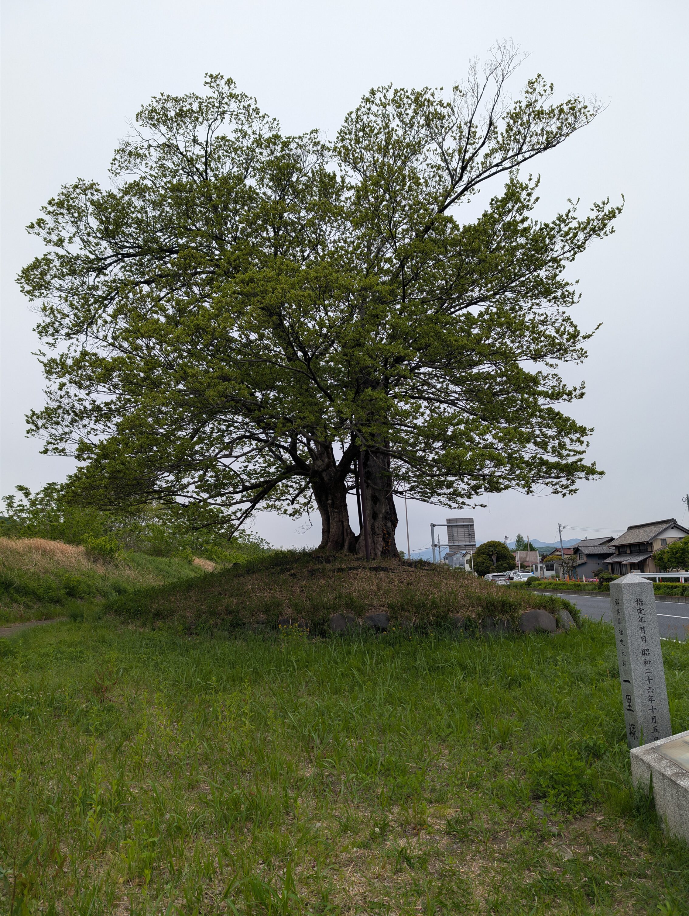Two trees growing close together on a small mound next to a road.