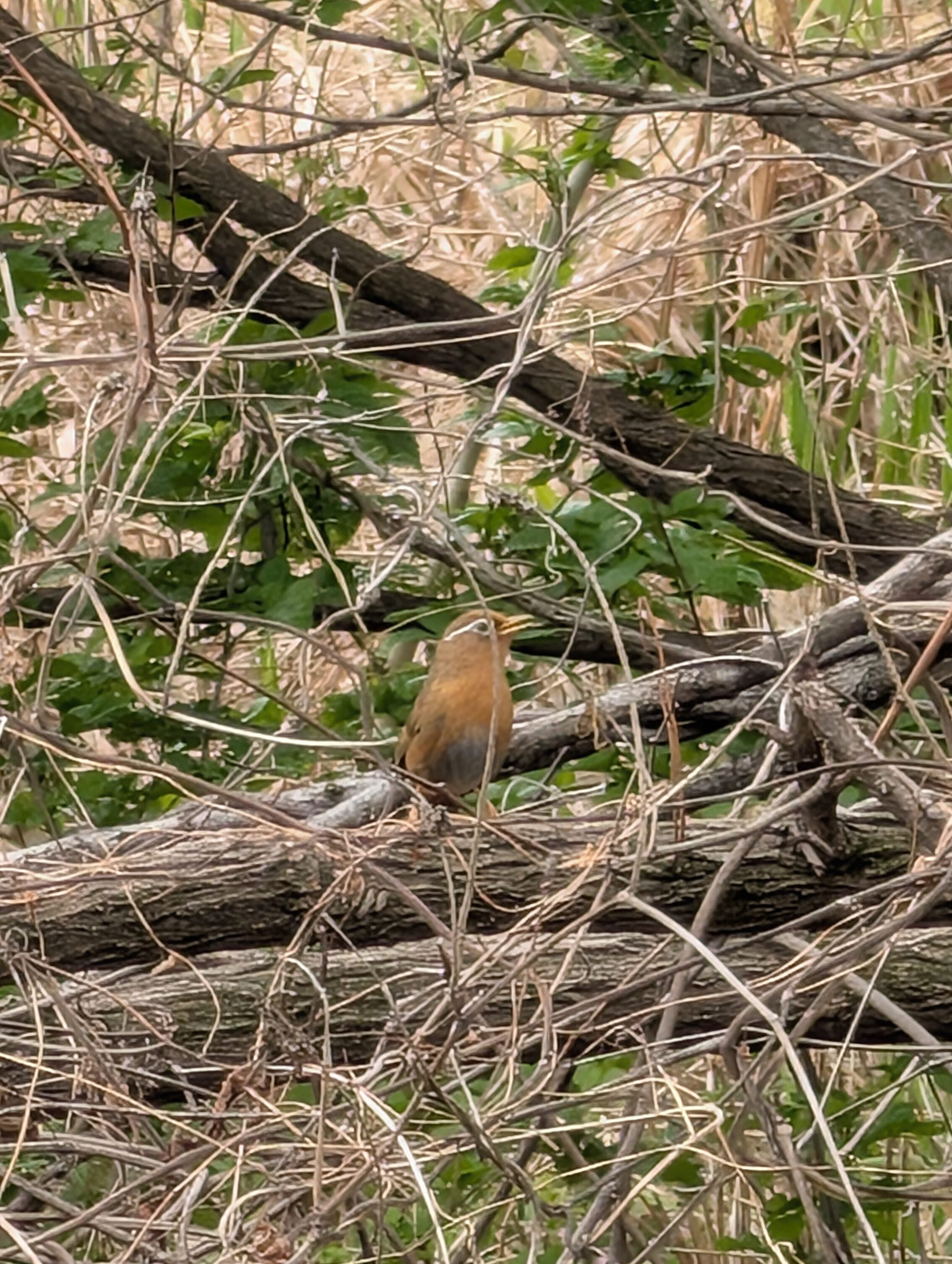A small brown-reddish bird with prominent white markings around the eye.