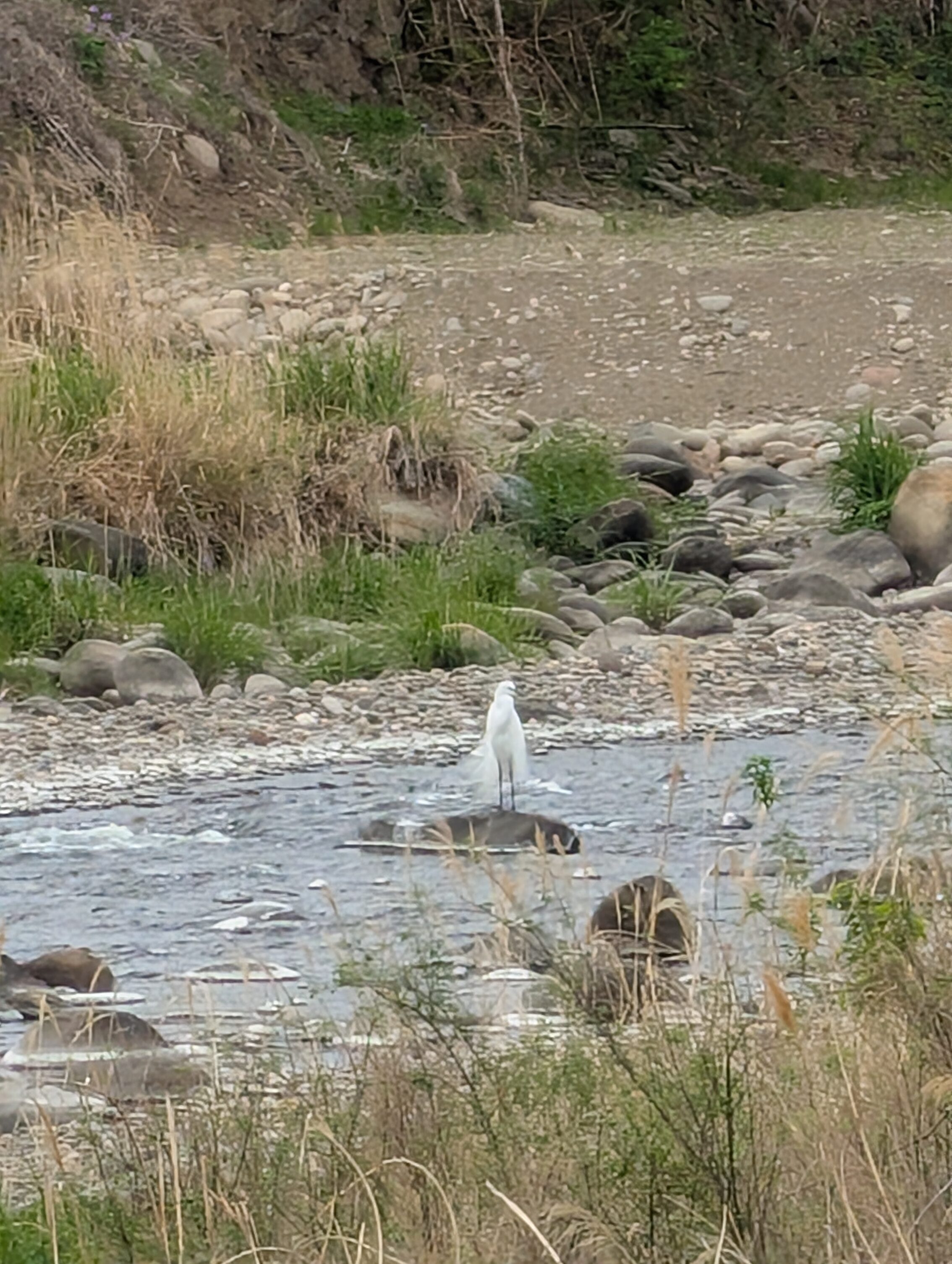 A Little egret standing on a rock in the middle of the river.