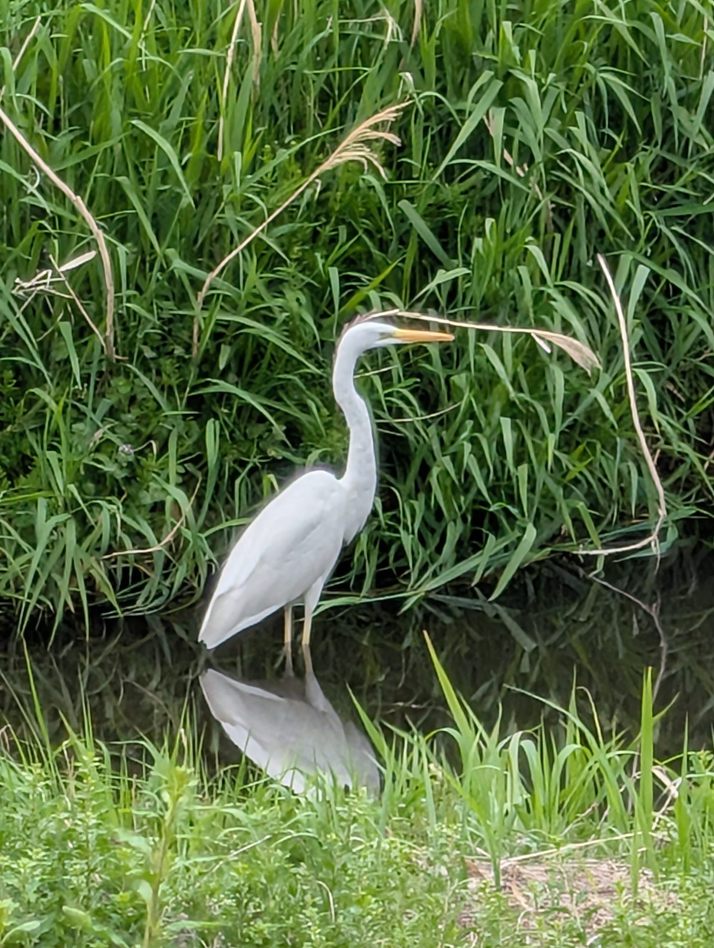 A Great egret standing in water in front of a reed bed.