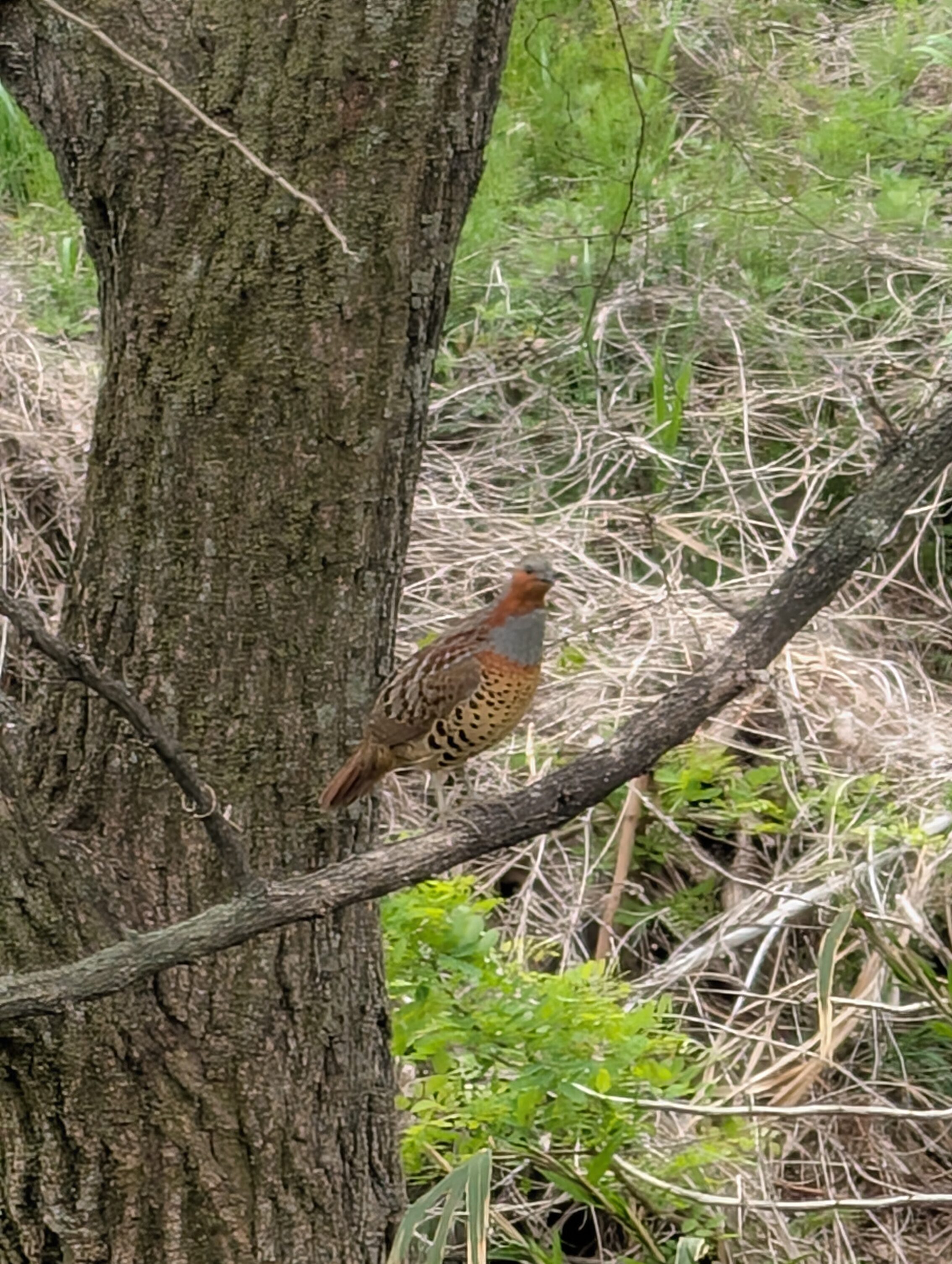 A brown Chinese bamboo partridge on a branch.