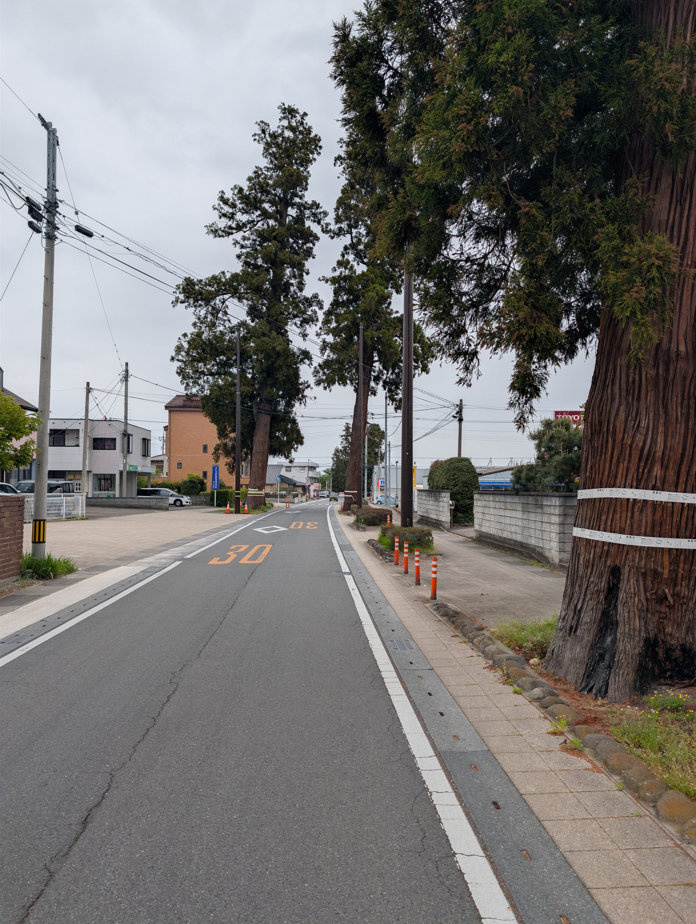 A small road with some large trees on either side.