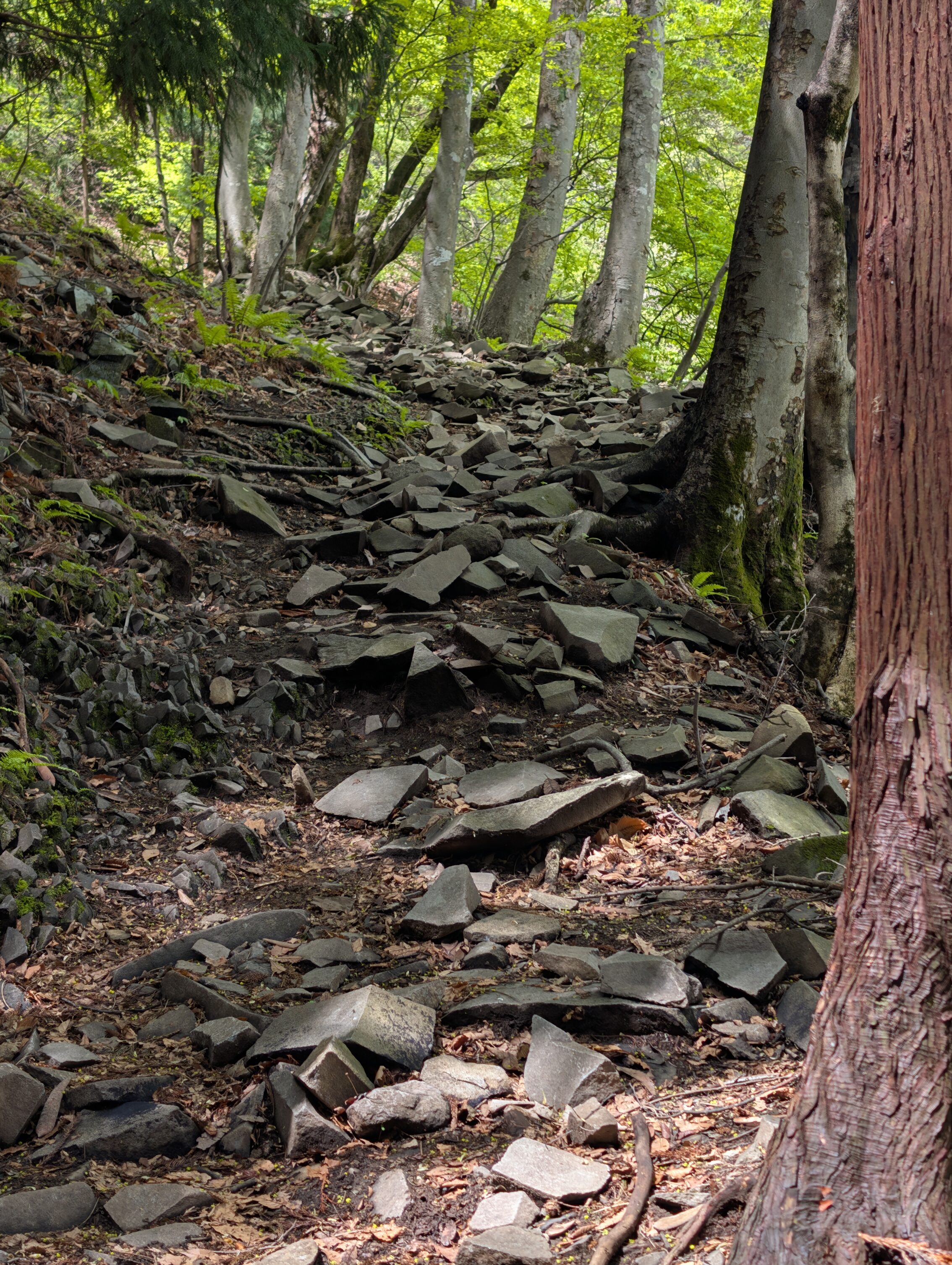 A steep, rock-strewn path in a forest.
