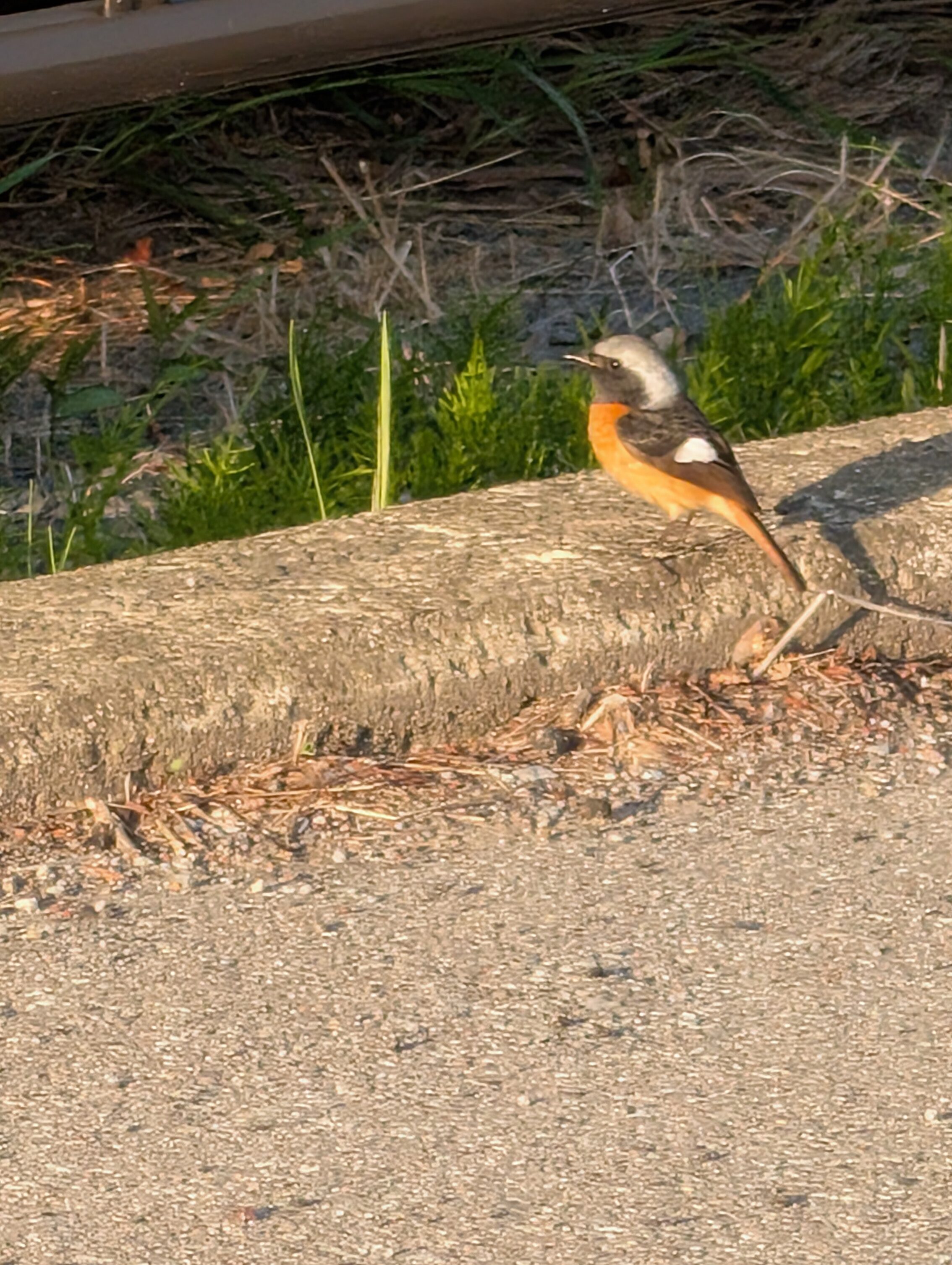 A small orange-black-white bird on the side of the road.