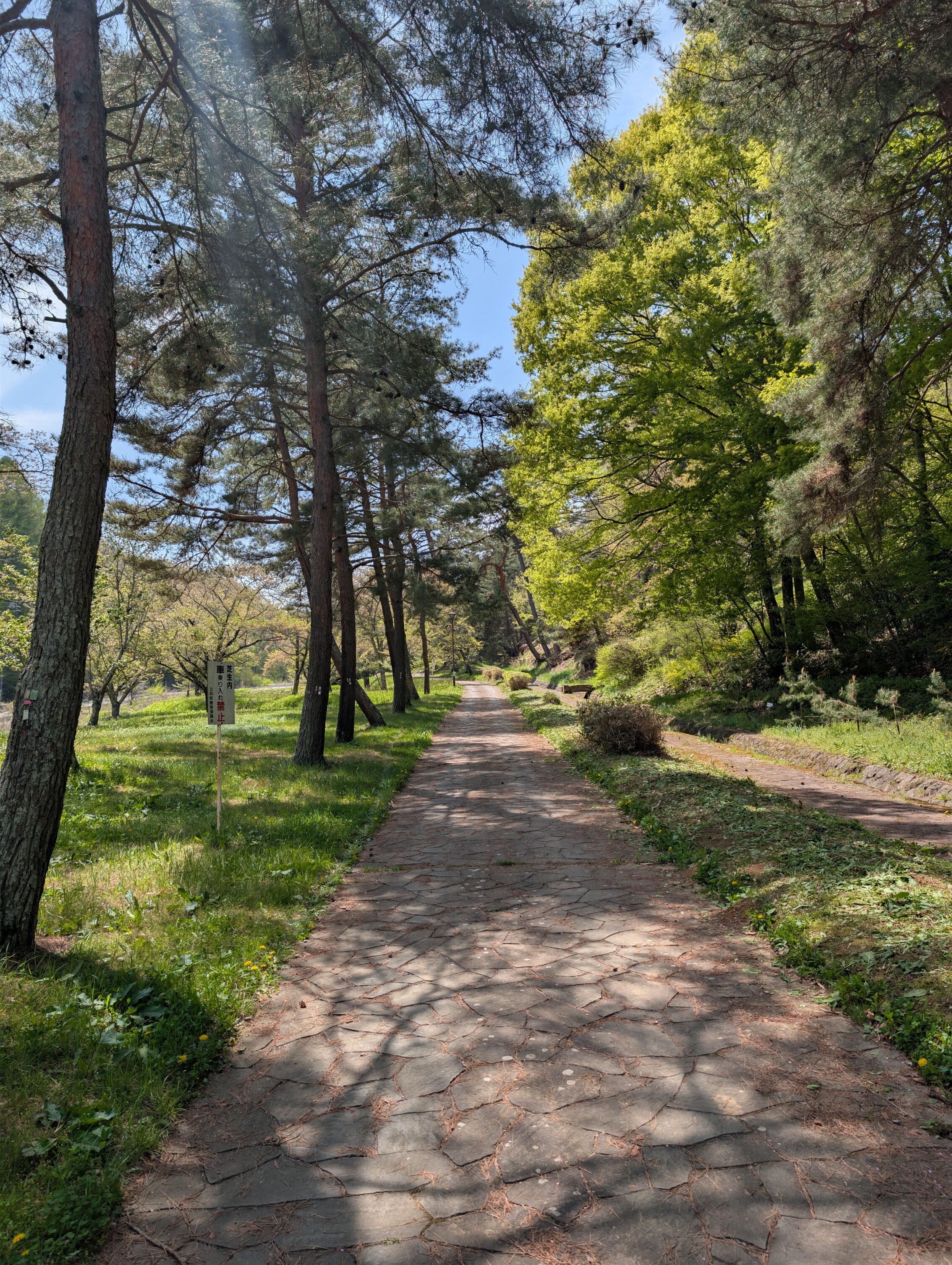 A tree-lined path paved with stones.