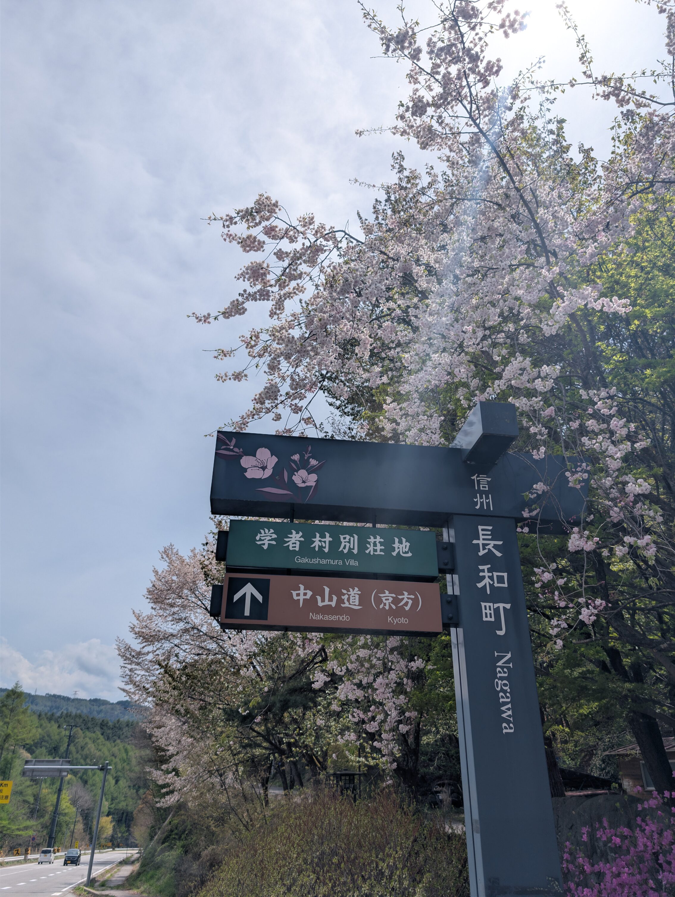 Signs on a post next to a road with a flowering tree behind it.