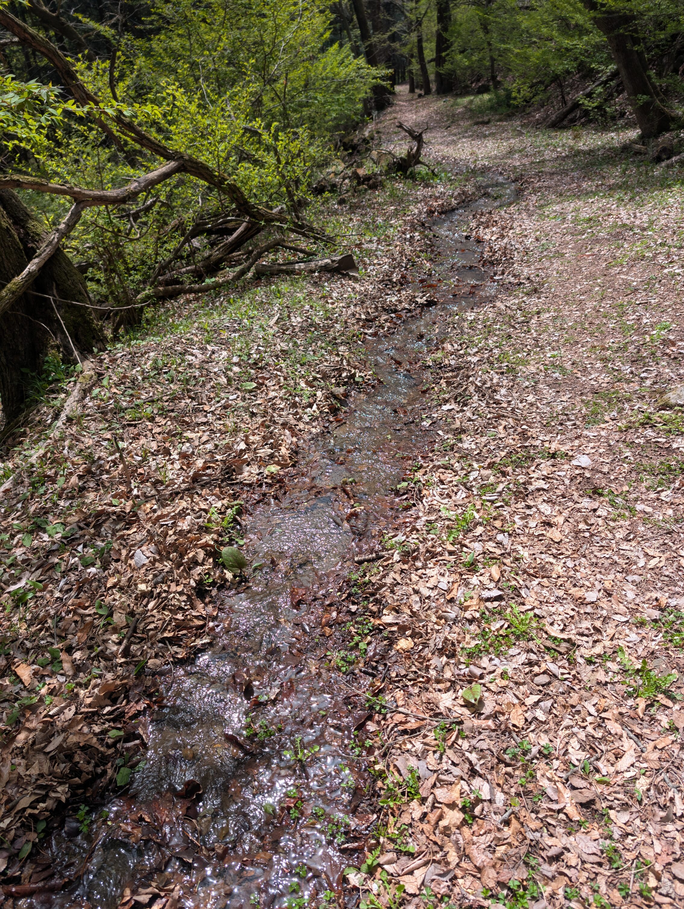 Dead leaves on the ground, and a small stream.
