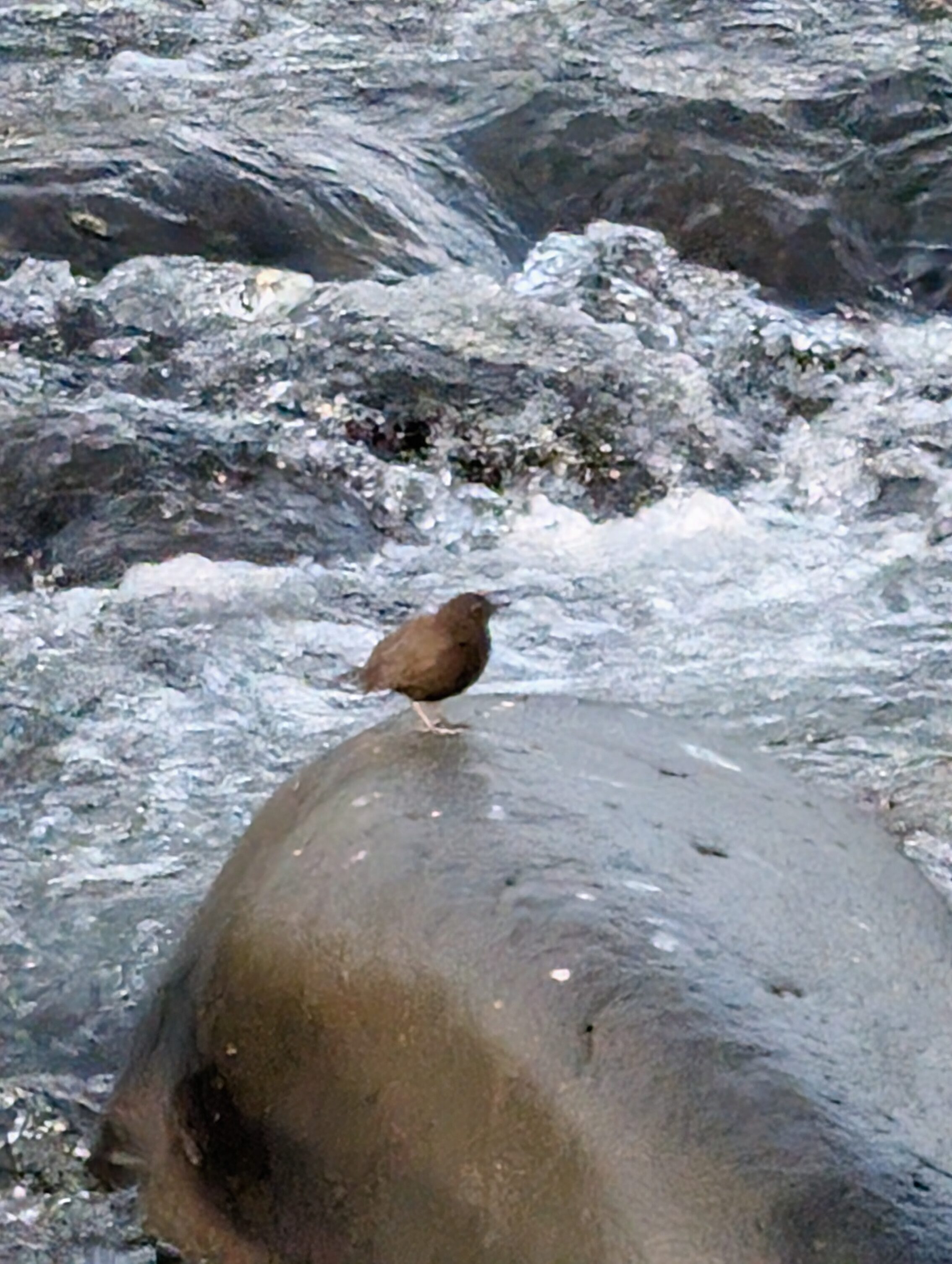 A brown dipper sitting on a rock in a river.