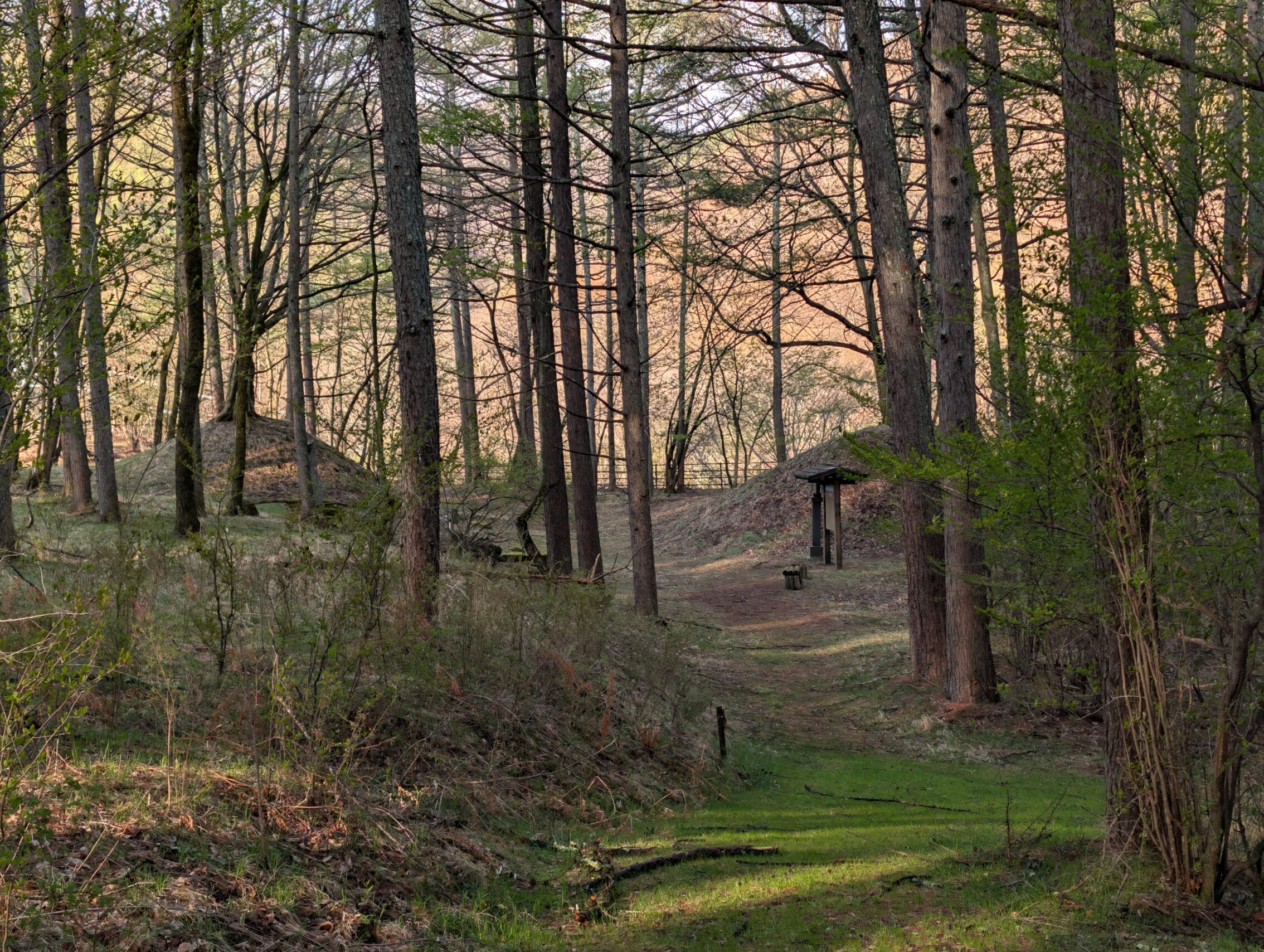 A forest with a path that winds past two earthen mounds, one on each side.