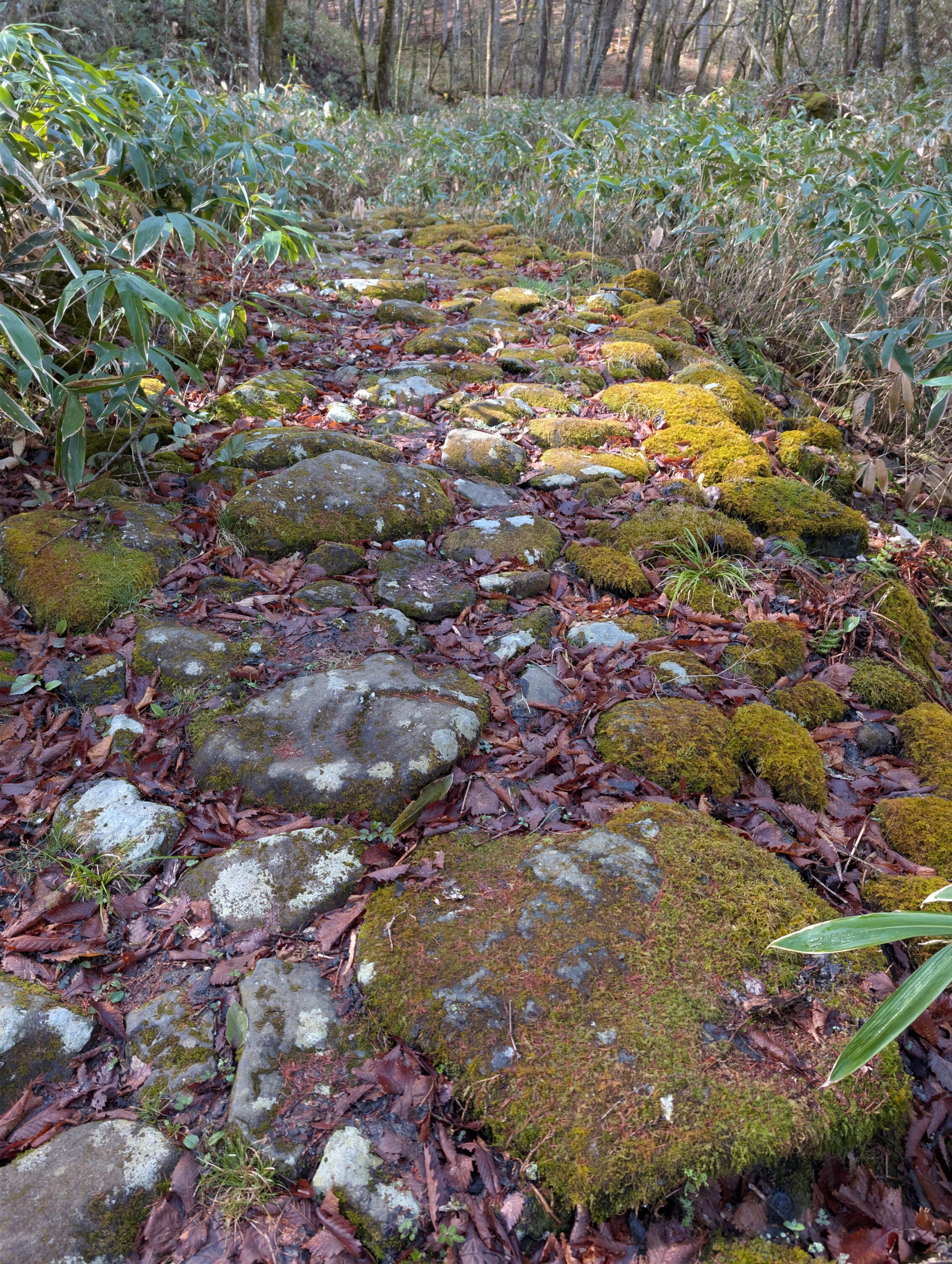 A path through a forest set with uneven and mossy stones.