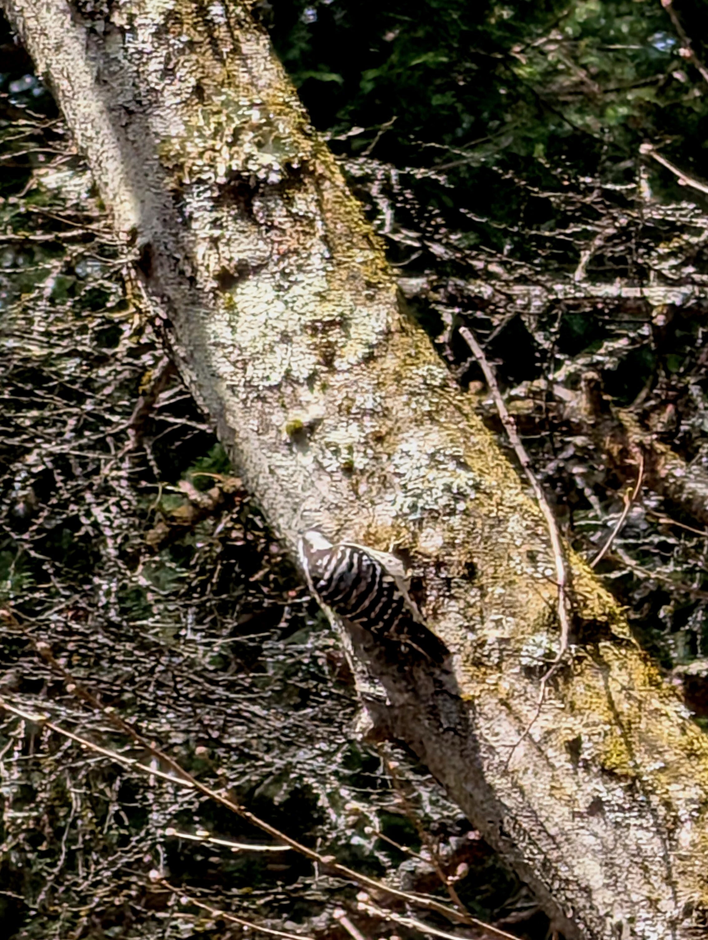 A small black and white woodpecker is sitting on tree trunk.