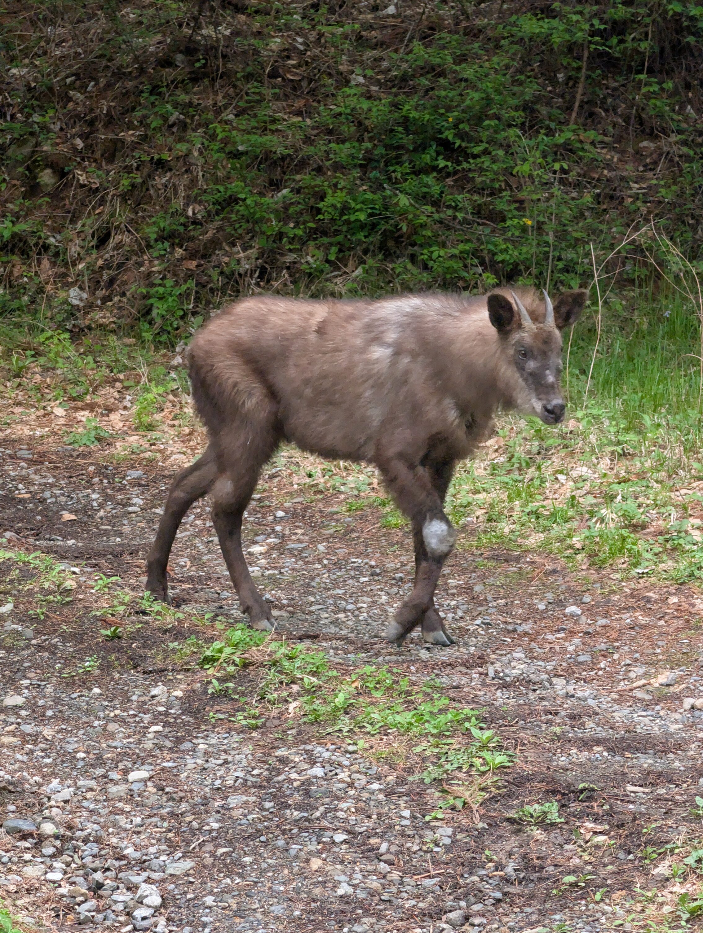 A semi-large antelope-goat-deer-creature. Huh. This really sounds like a cryptid, doesn't it?