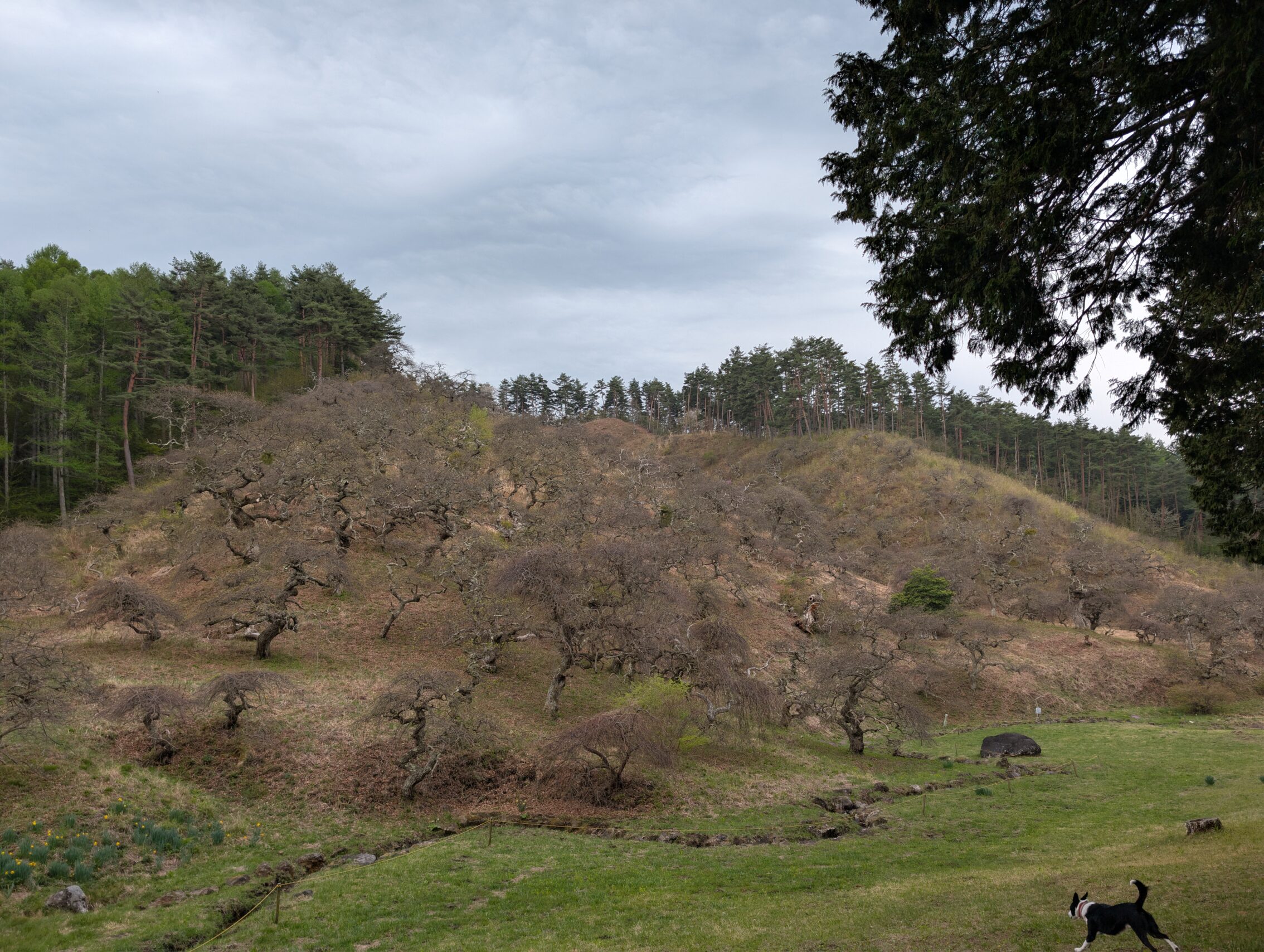 A slope with a lot of gnarly trees growing that have no leaves yet.