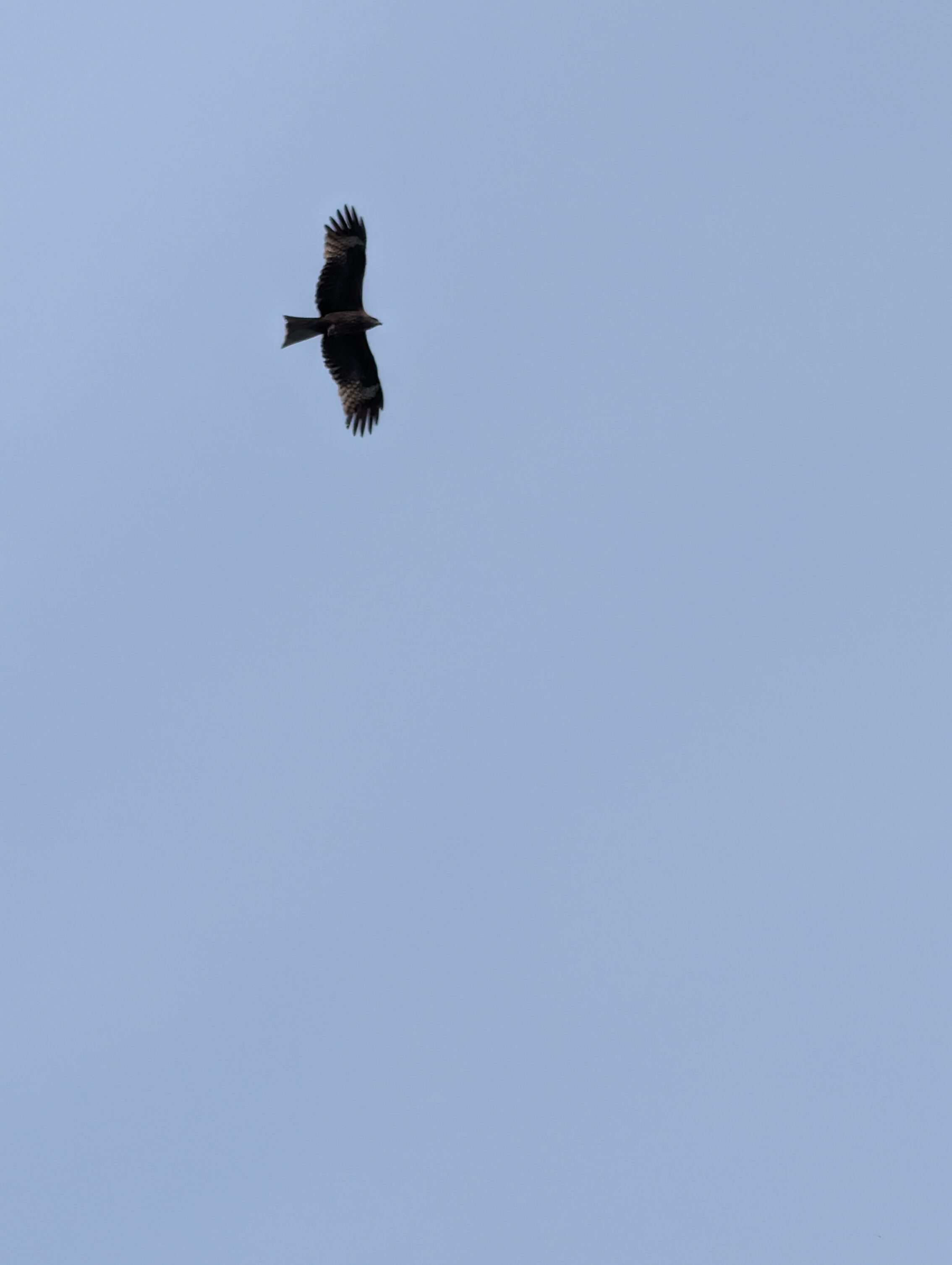 A black kite in silhouette.