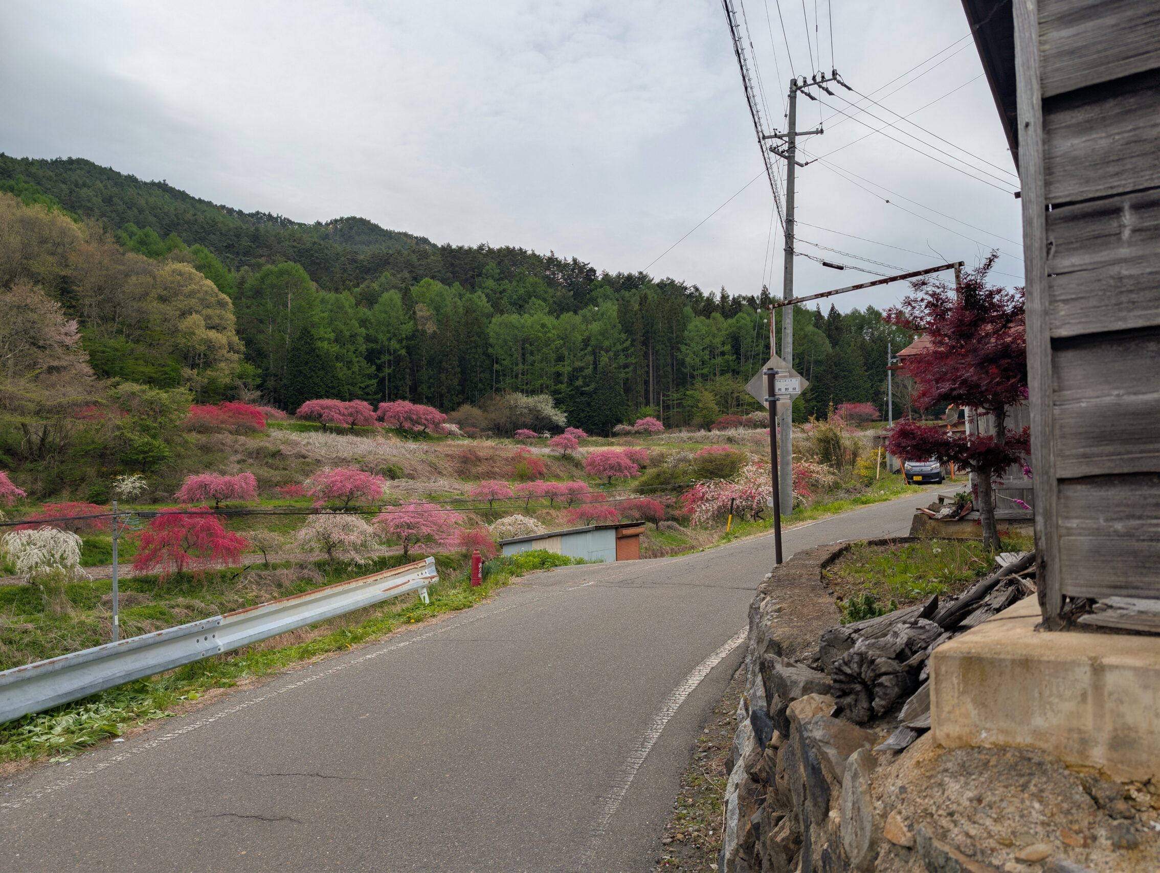 A road in the foreground, with flowering trees in the background. The flowers are varying shades of pink, red and white.