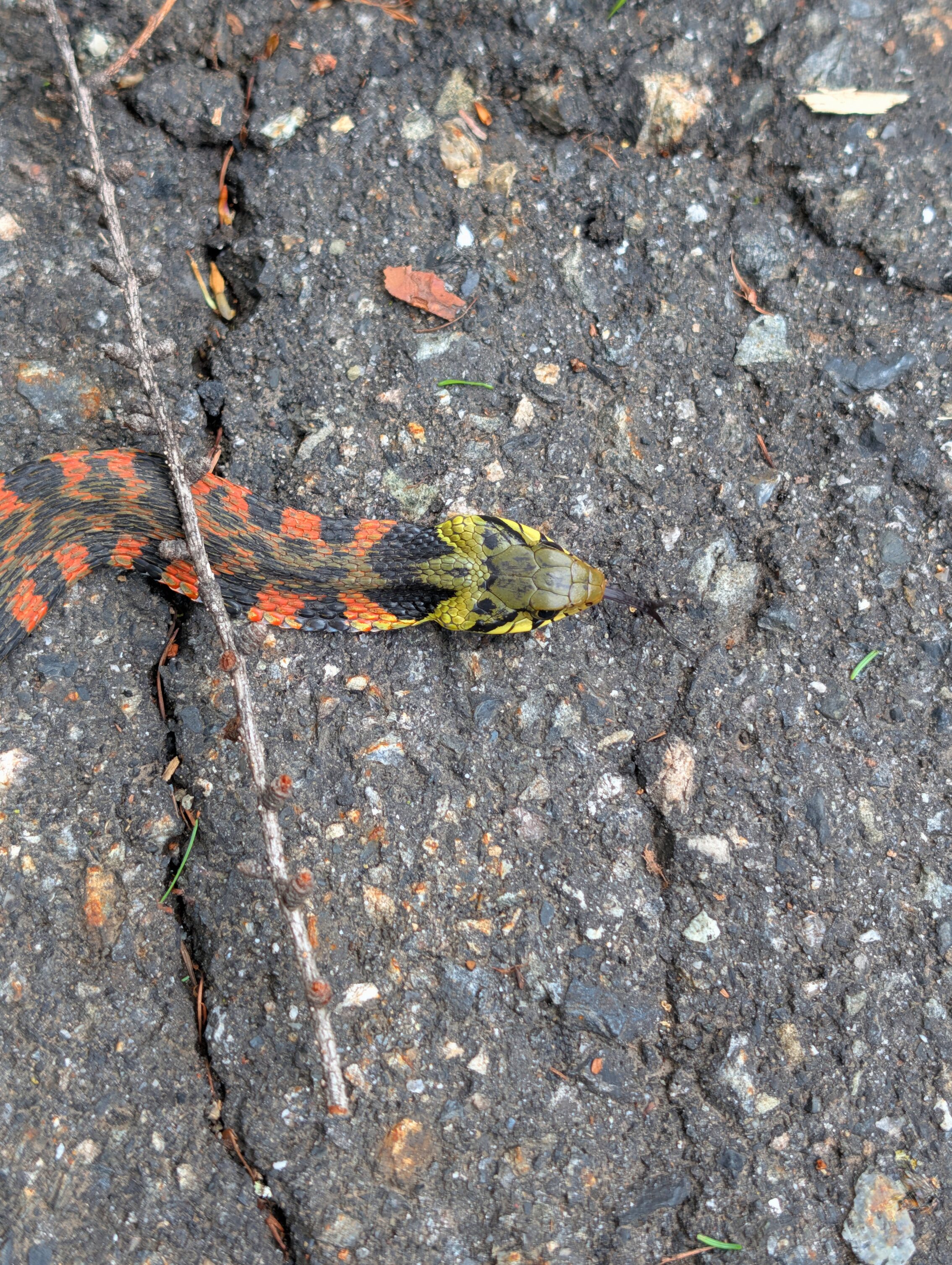 The head of a snake witha greenish head, and orange markings on a black body.