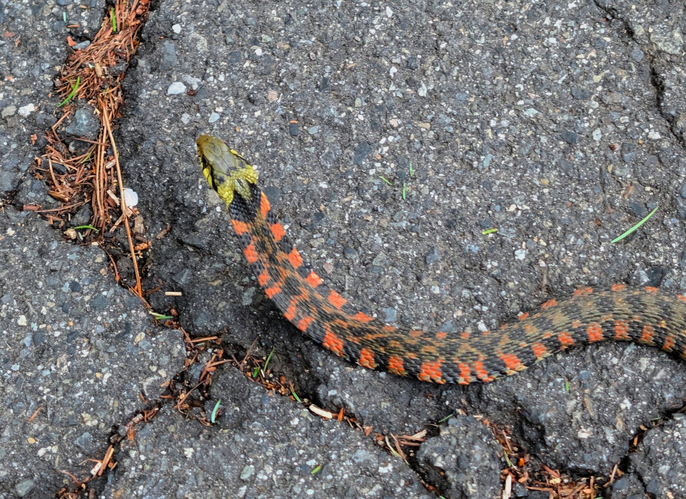 The same snake, now with a raised head aiming to move away into the forest instead.