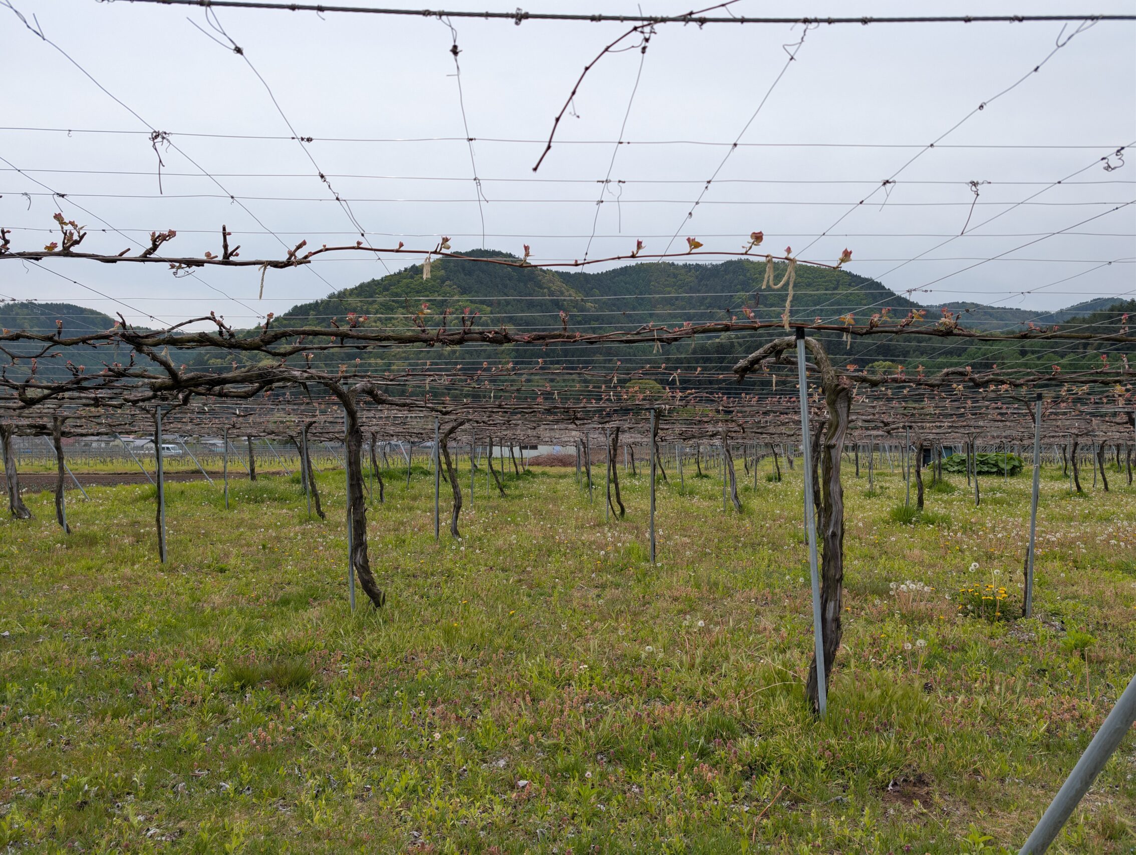 Bound-up grapevines.