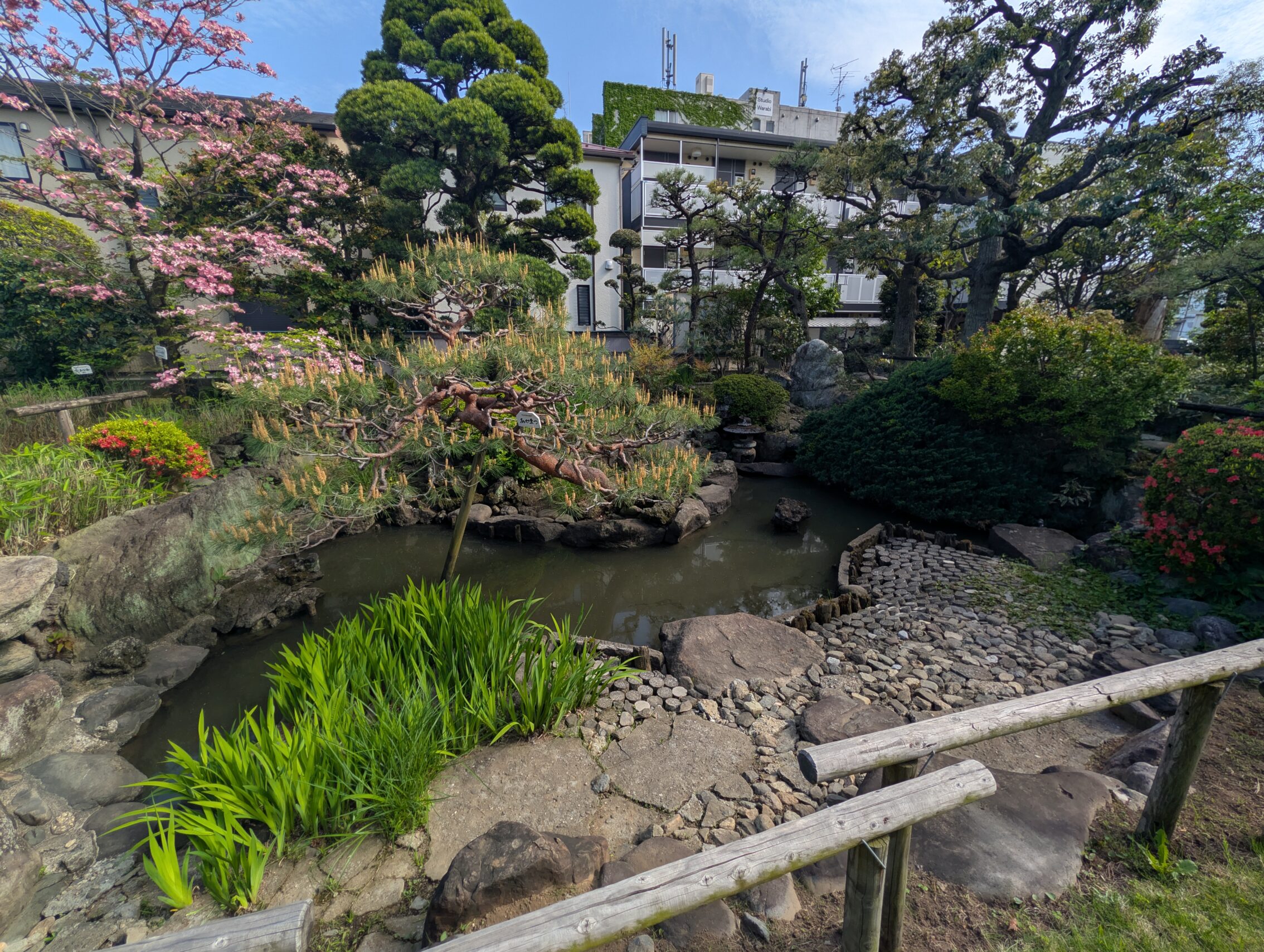 A small pond with trees, with a city-scape in the background.
