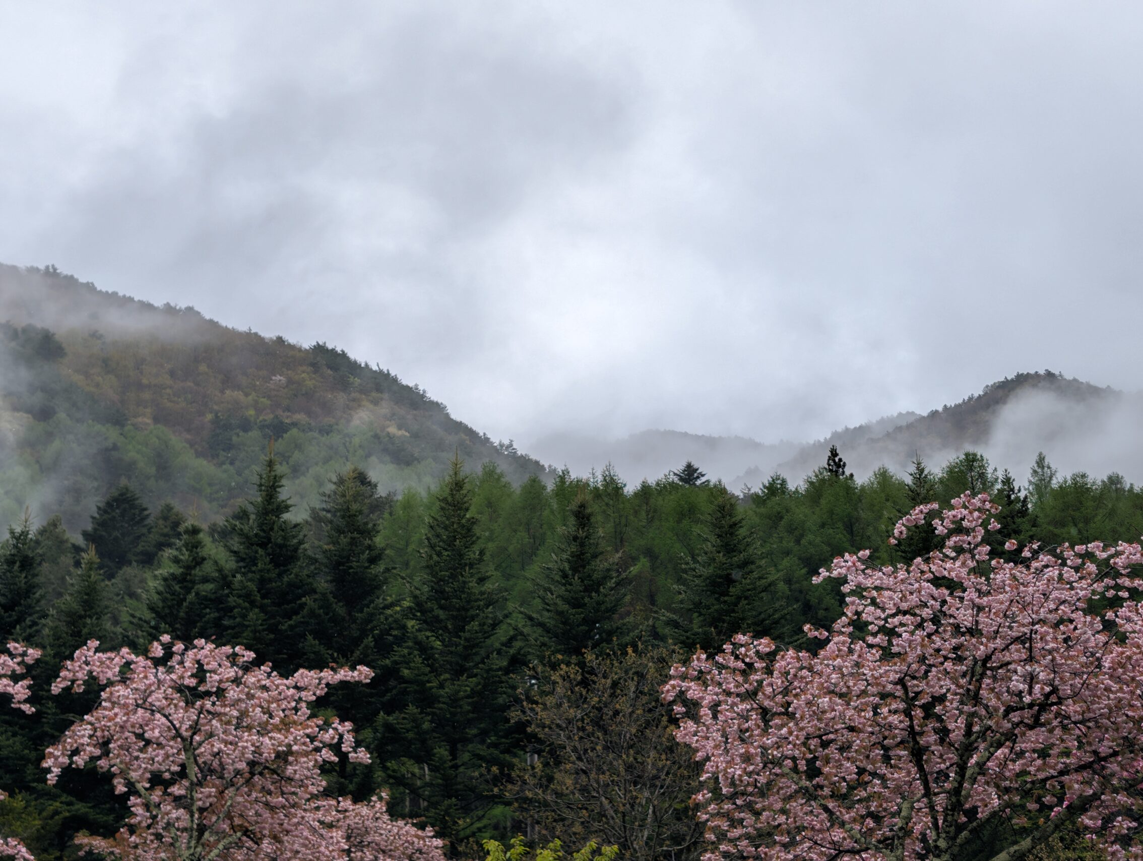 Mountains with low rain clouds and cherry blossom trees in the foreground.