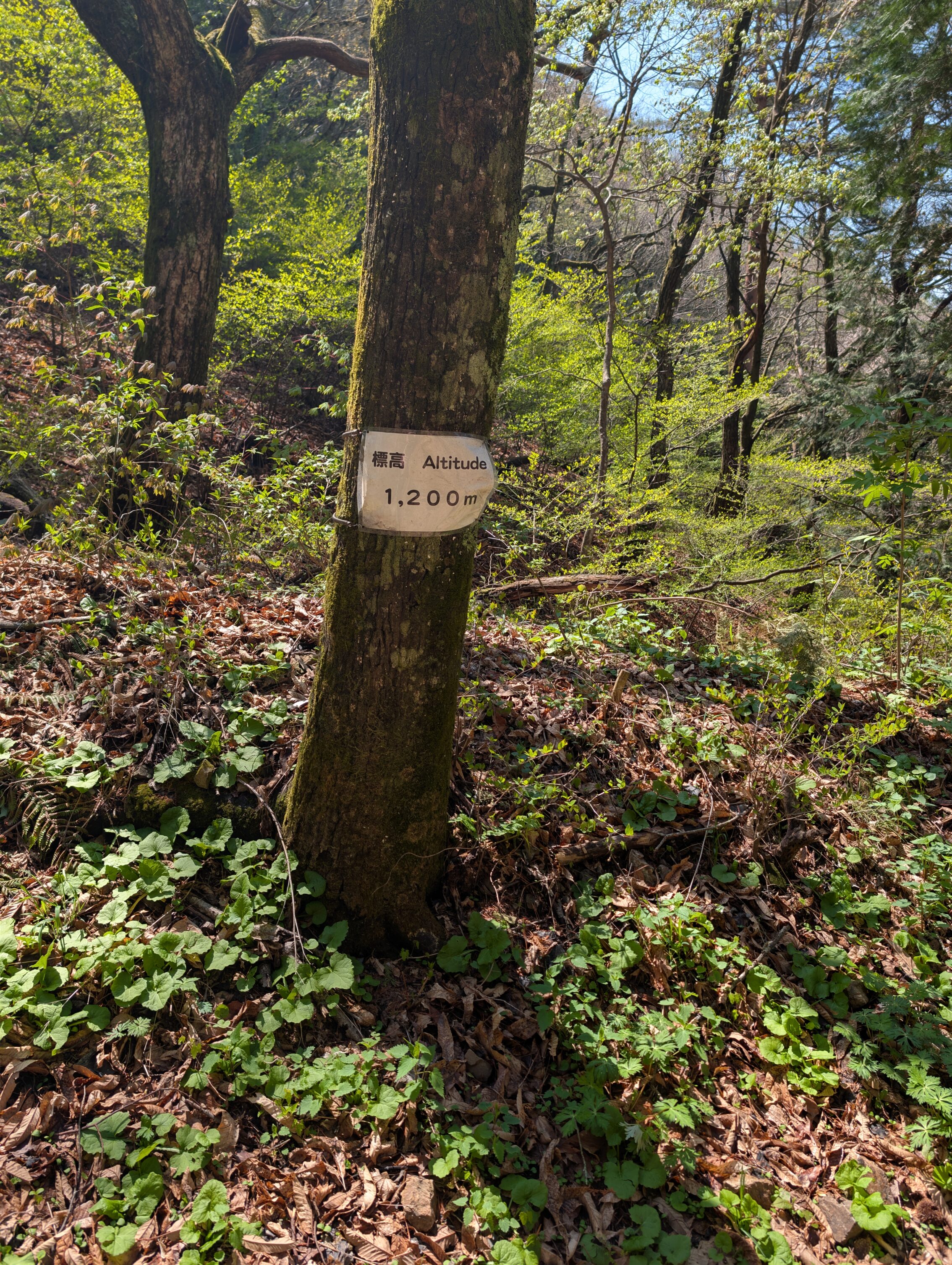 A tree trunk with a sign that says Altitude 1200 metres.