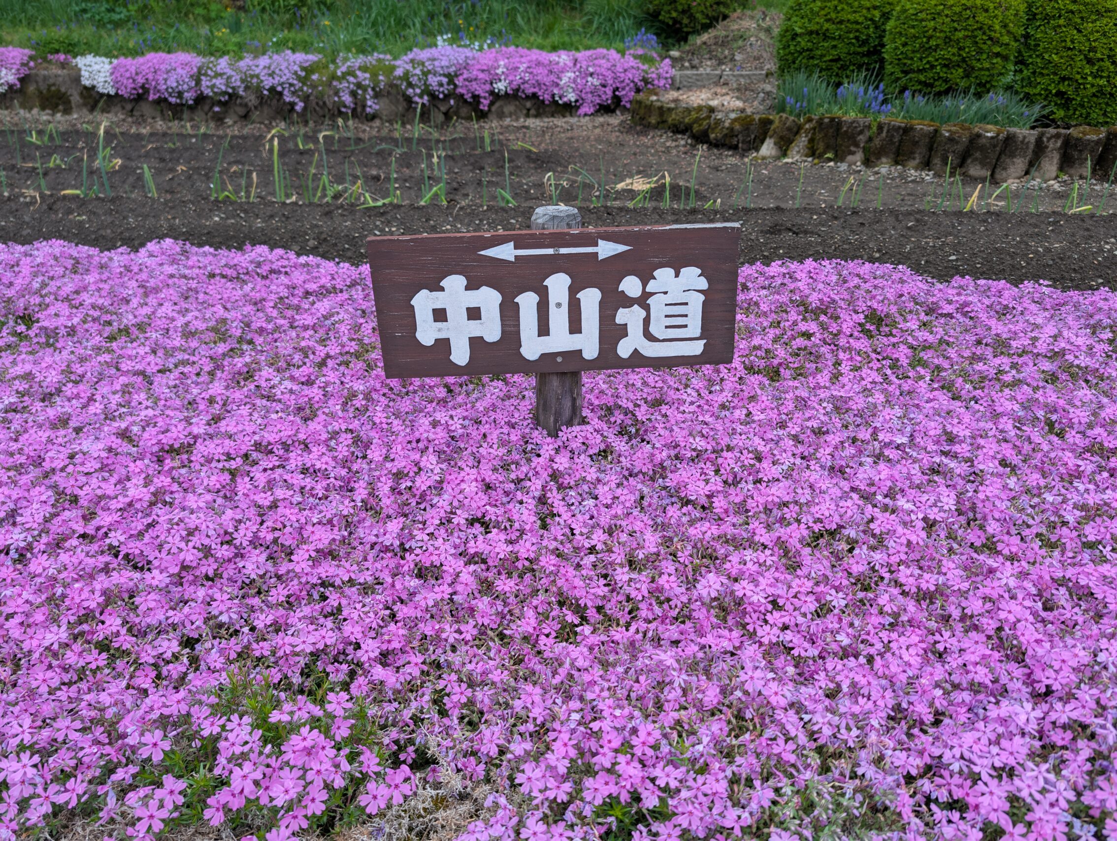 A wooden Nakasendō with painted white letters, sitting in a sea of pink flowers. 