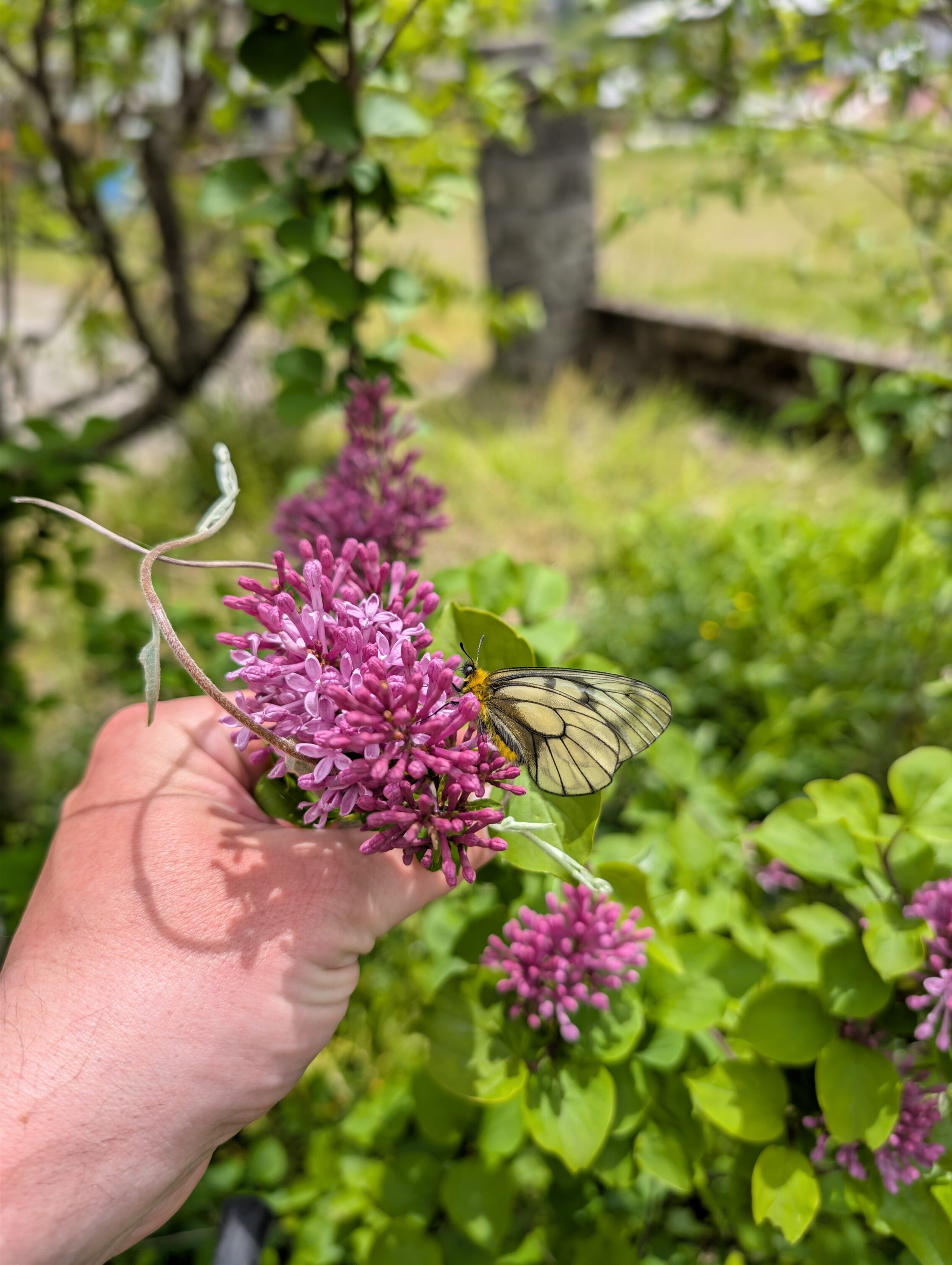 A butterfly on a blooming flower, that is being held still by a hand.