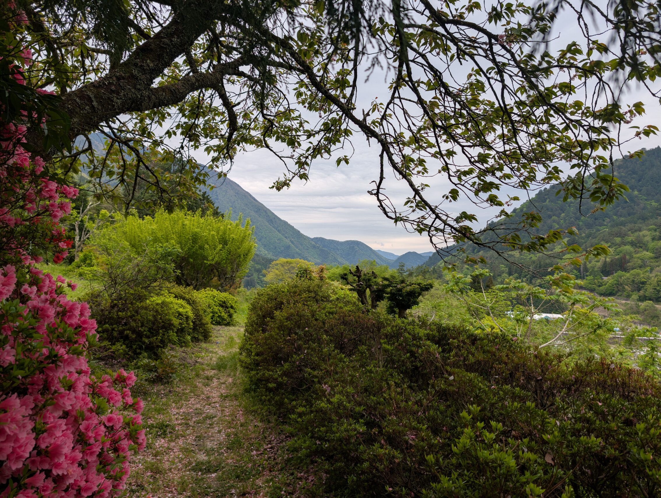 Bushes with and without flowers, and a tree in the foreground, with mountains in the background.
