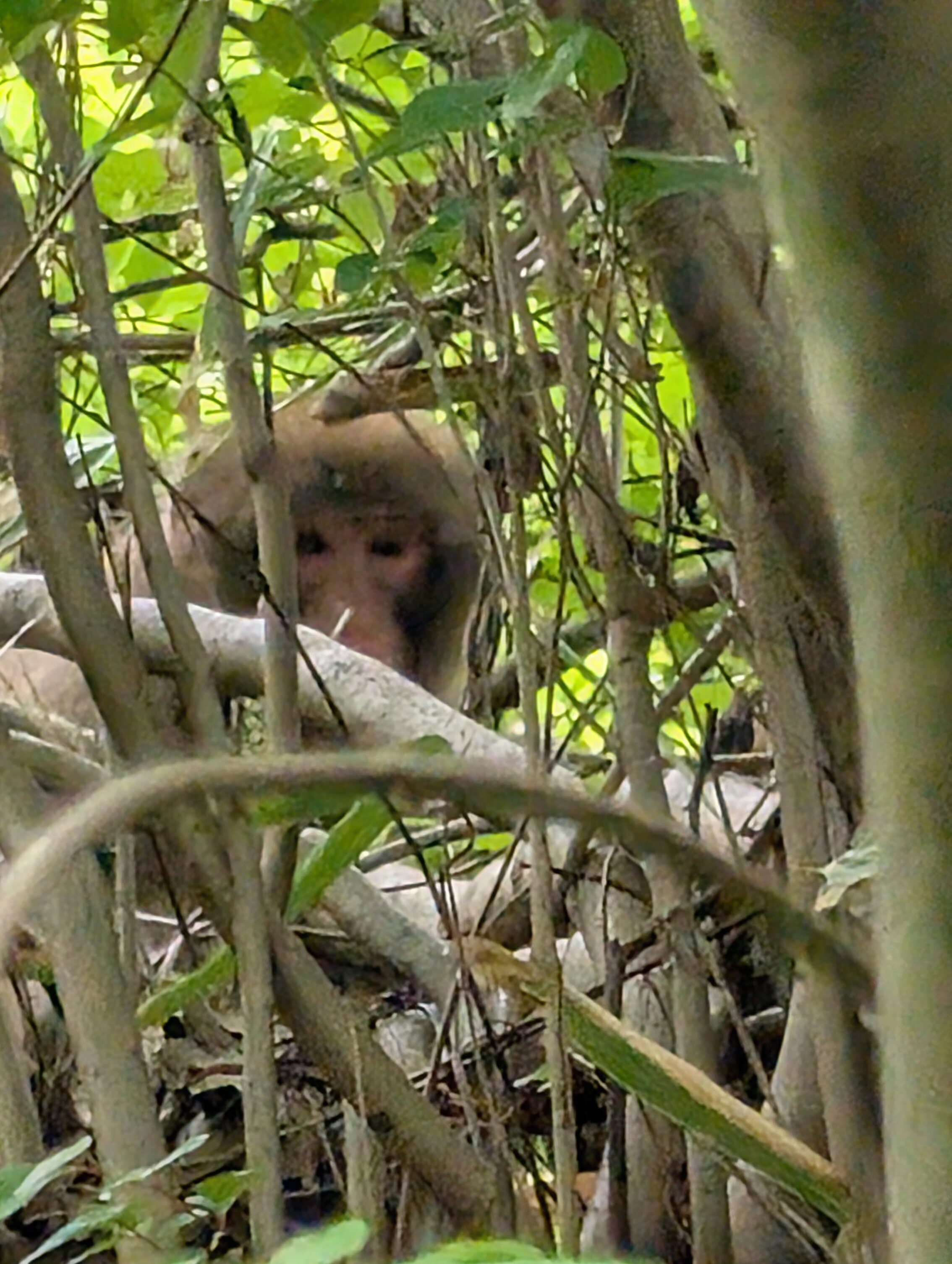 A Japanese monkey, nihonzaru, hiding amidst bamboo and other branches.