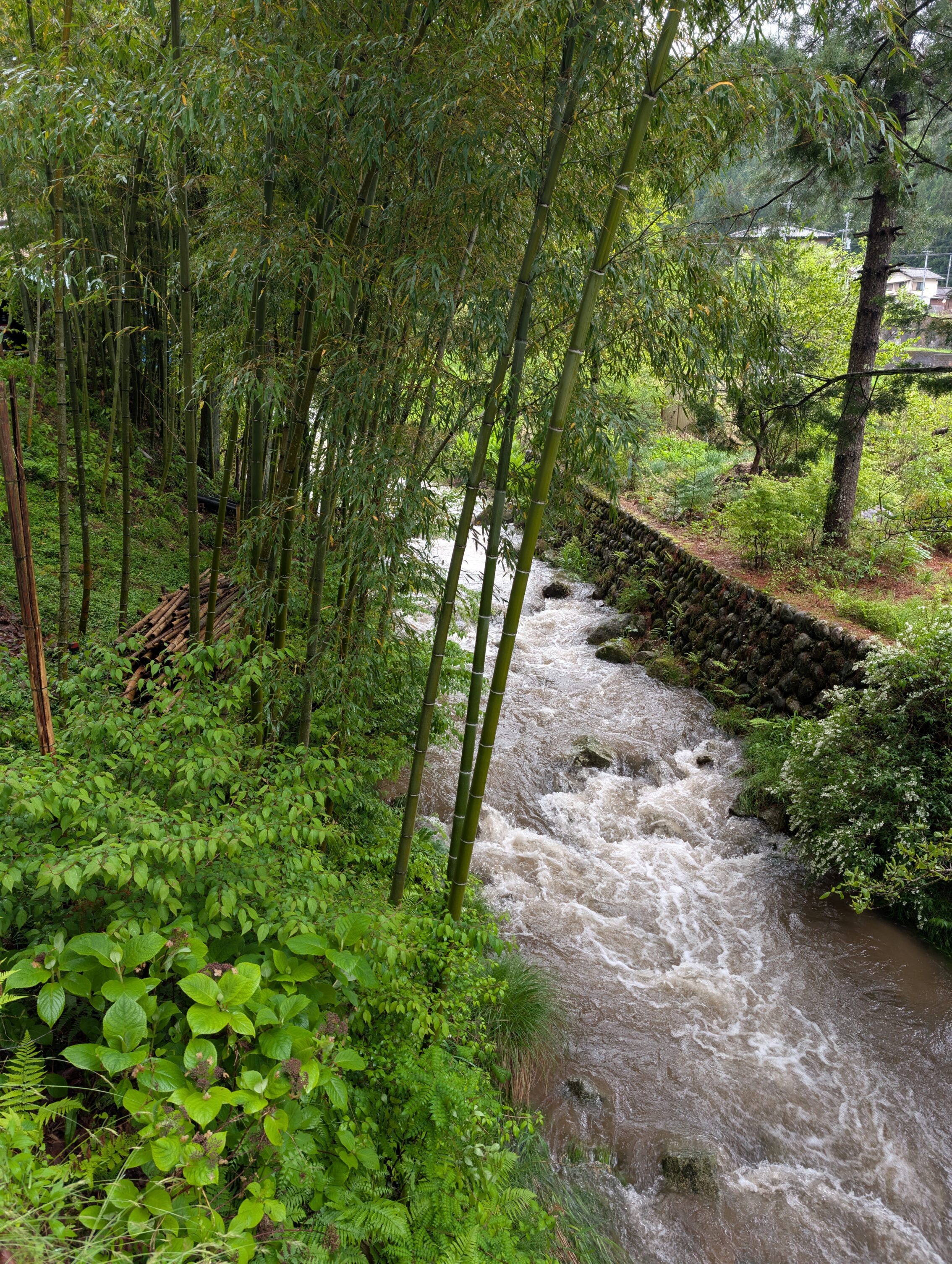 A mud coloured stream with bamboo. 