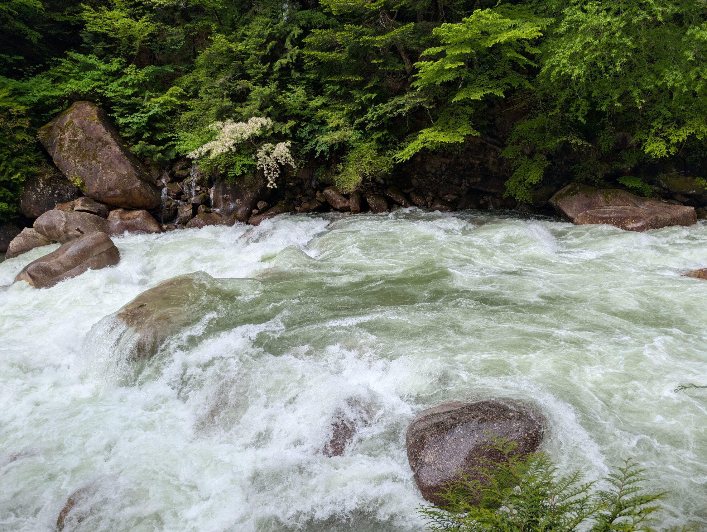 Churning rapids of a river in a forest.
