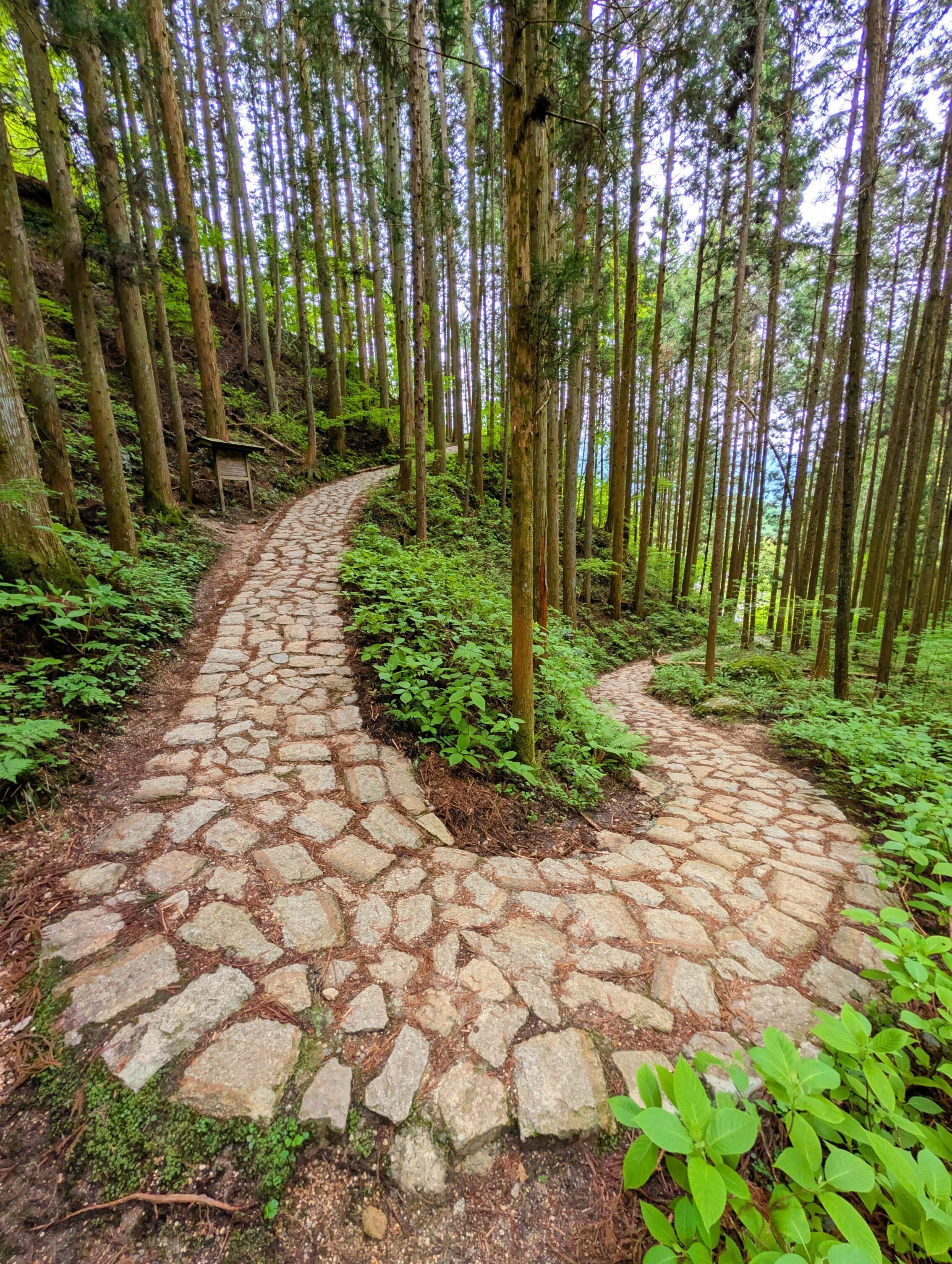 A cobbled path through a forest that does a 360 turn up a hill.