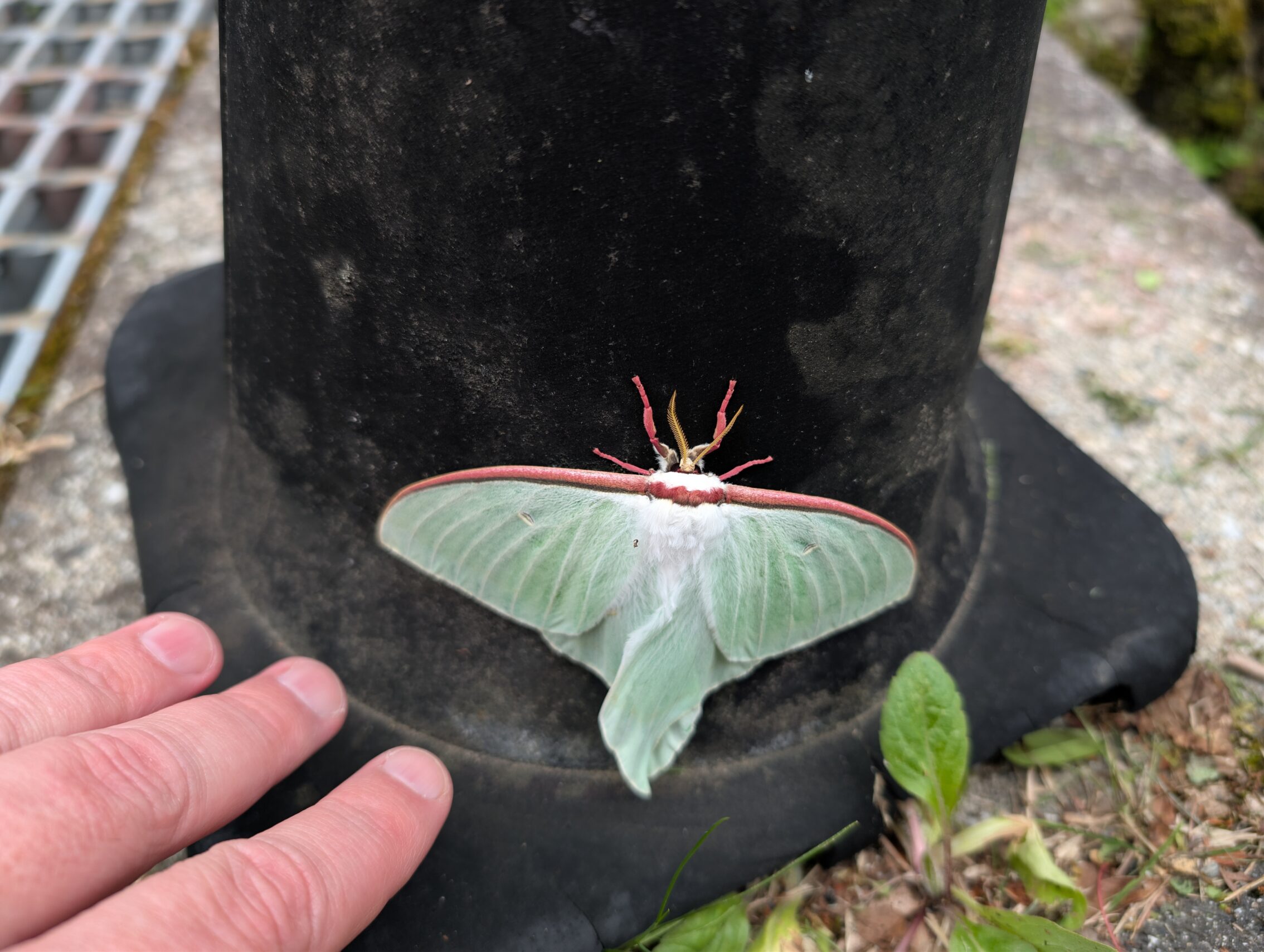 A large pale green butterfly.