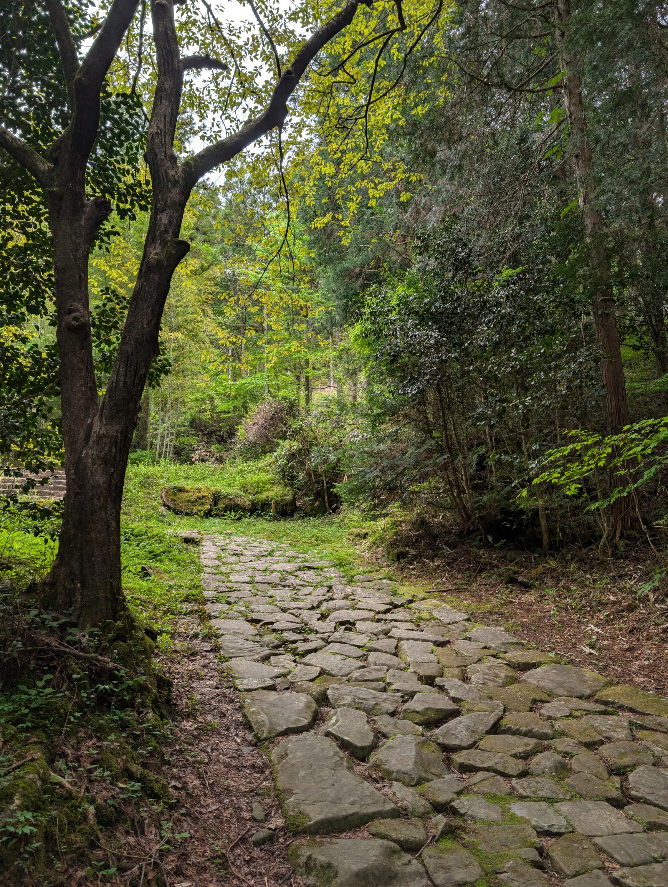 Cobblestoned path leading through a forest.
