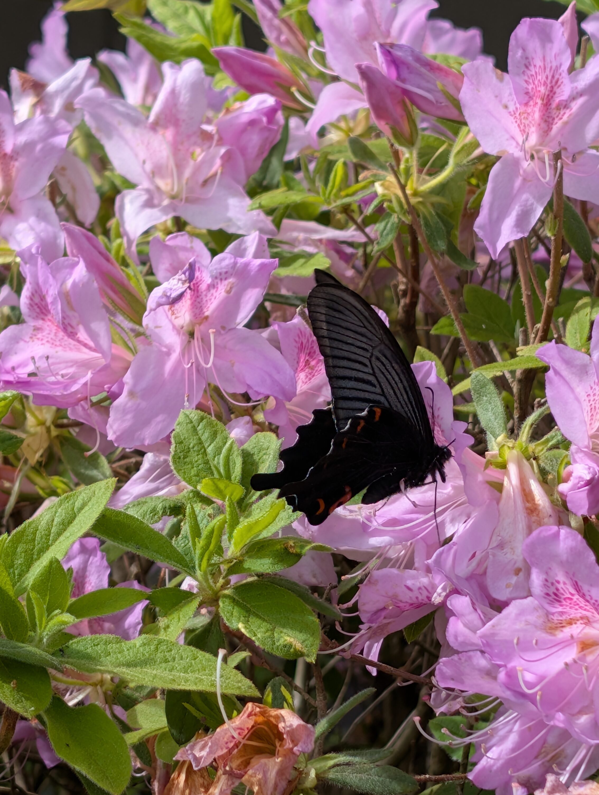 A large black butterfly in a sea of pink flowers.