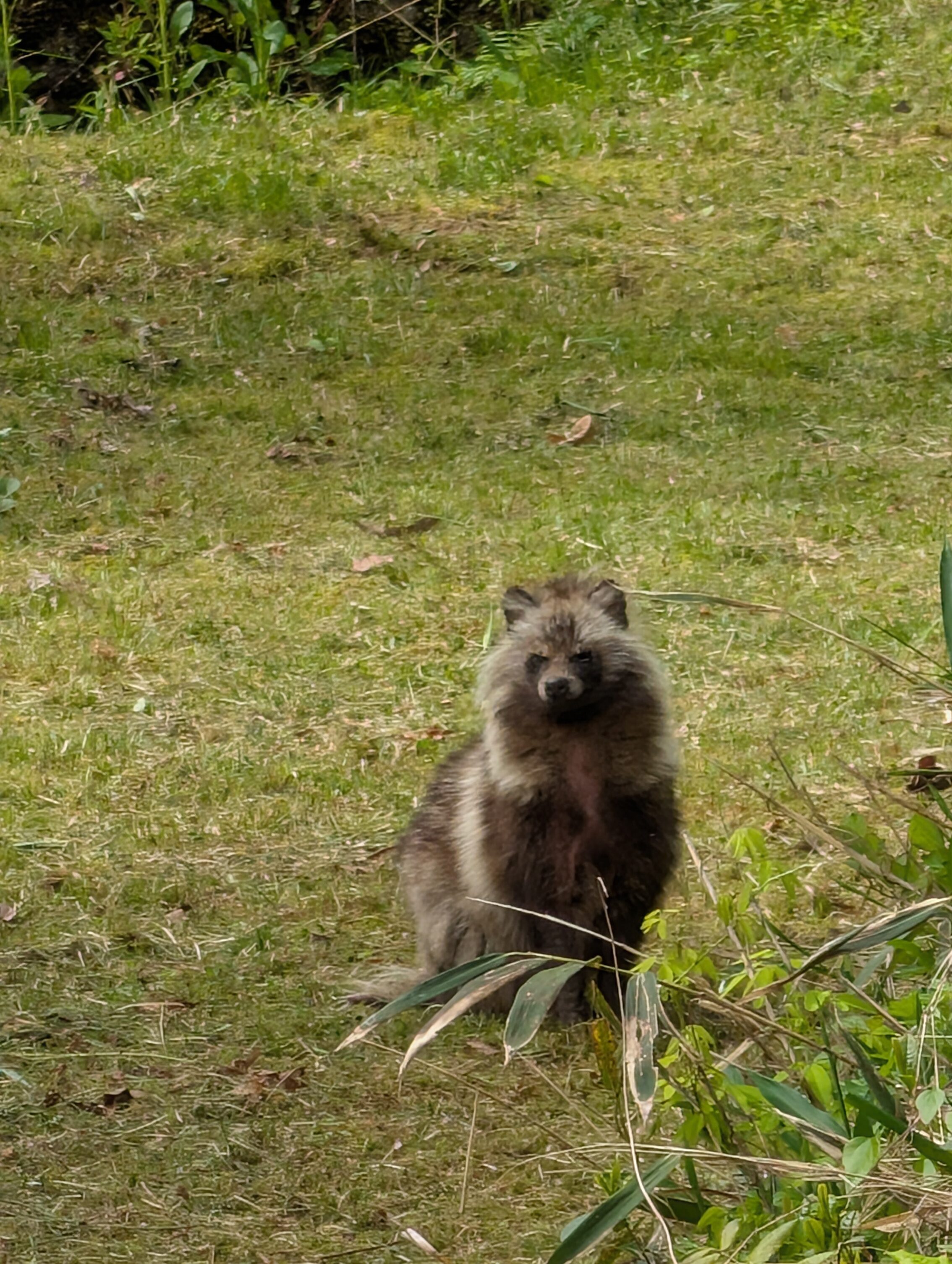A Japanese raccoon dog staring at the camera.