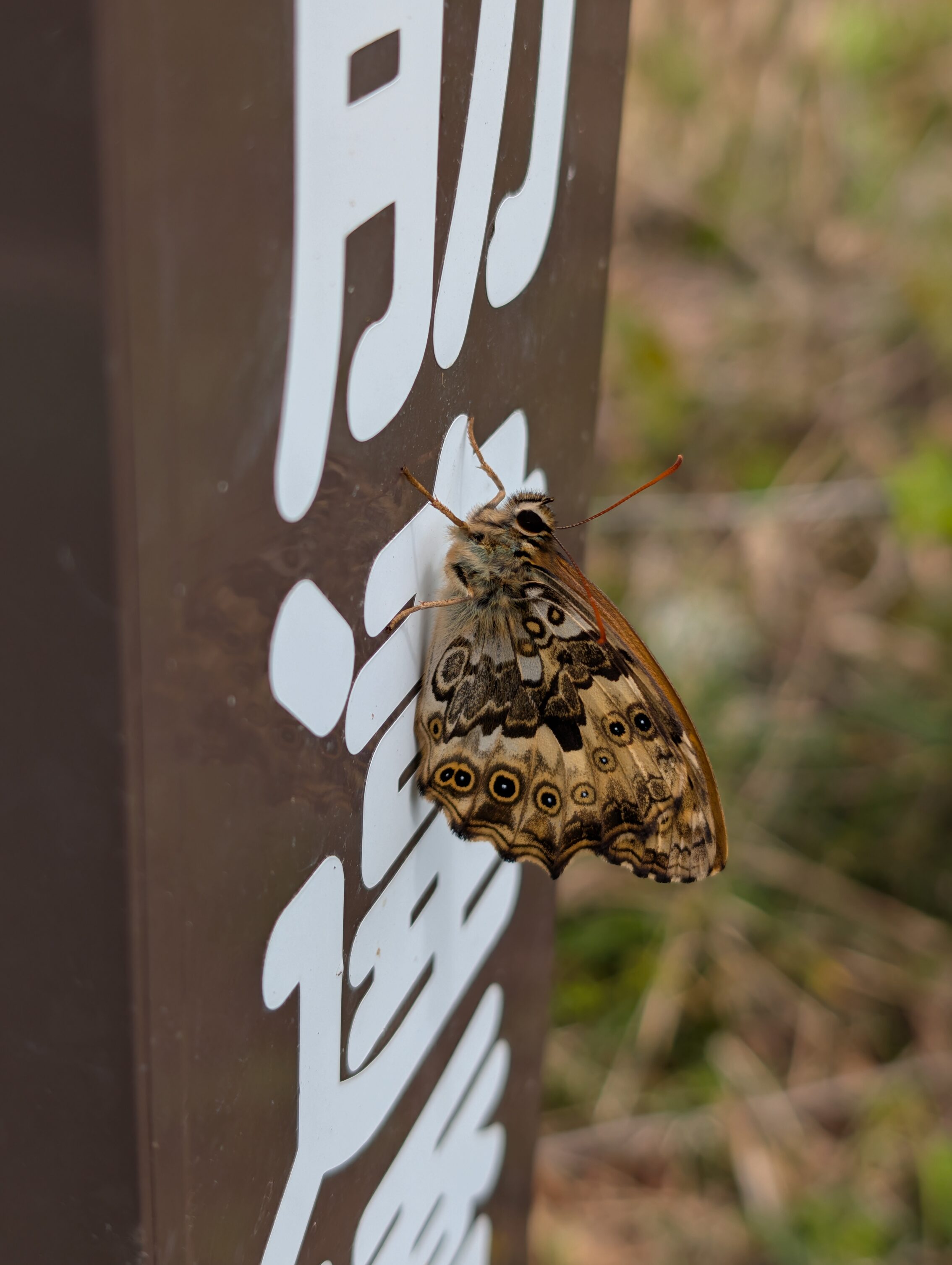 A brown and yellow butterfly with round spots on the wings sitting on a vertical road sign.