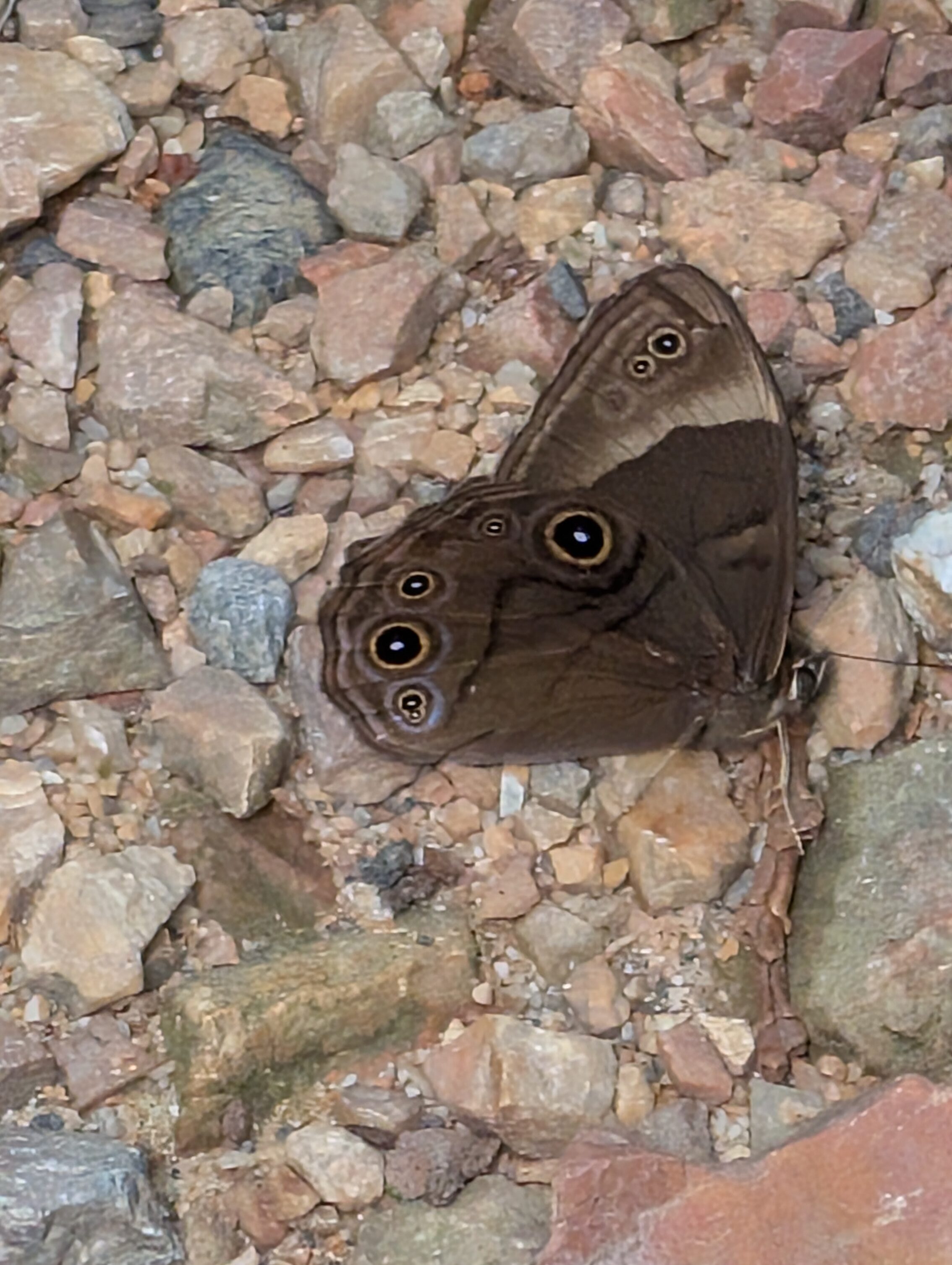 A brown butterfly with yellow-black spots.