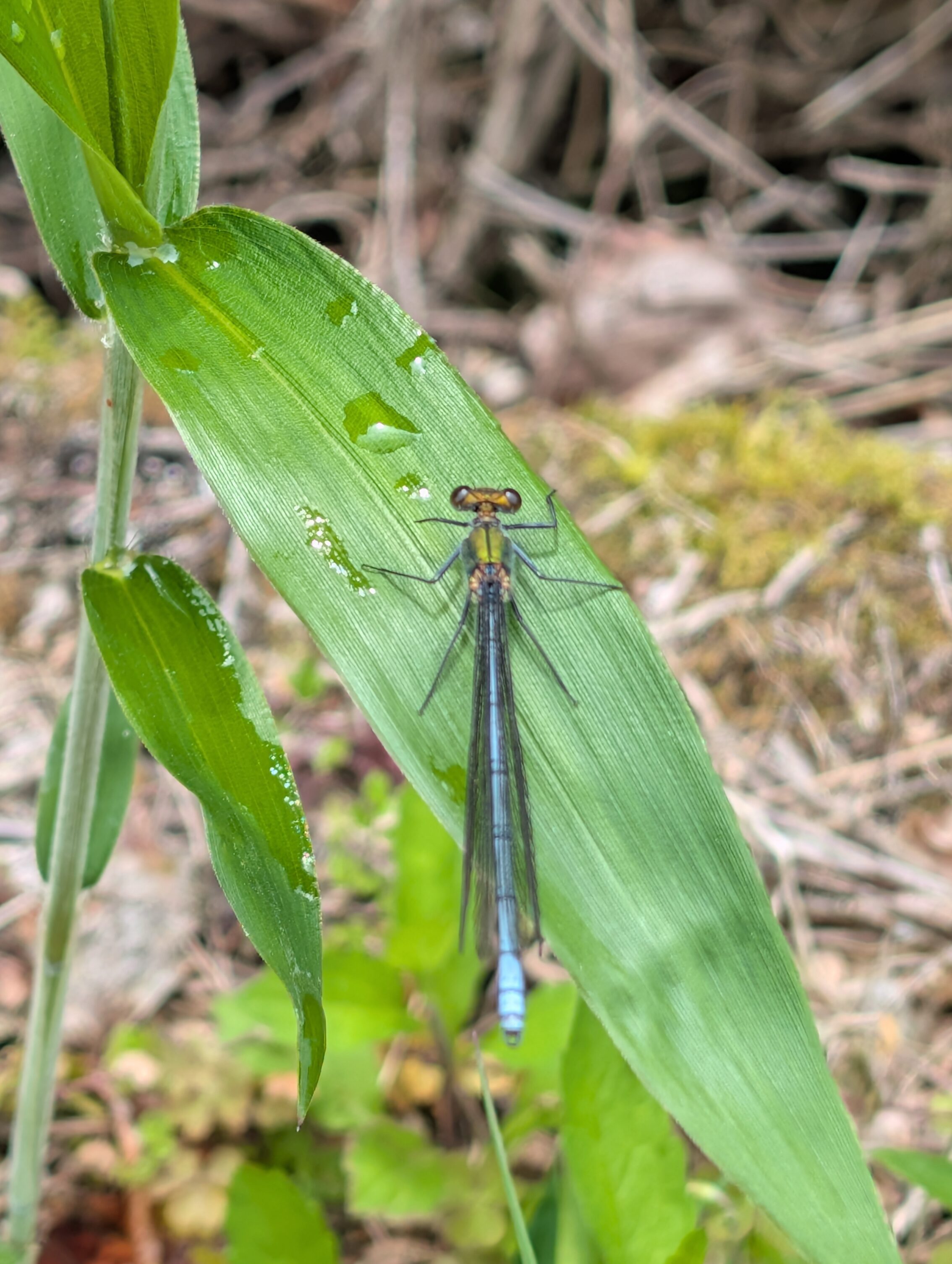 A dragonfly with a blue tail and a green body.