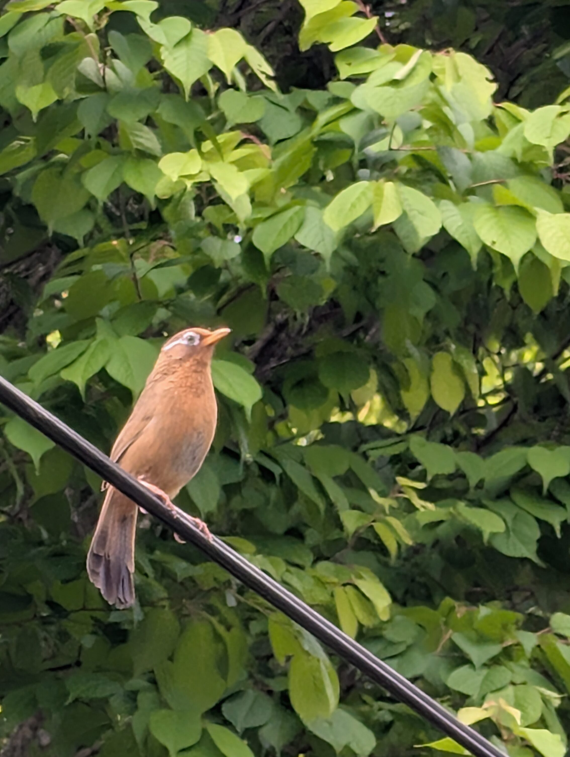 A Chinese Hwamei sitting on a wire.