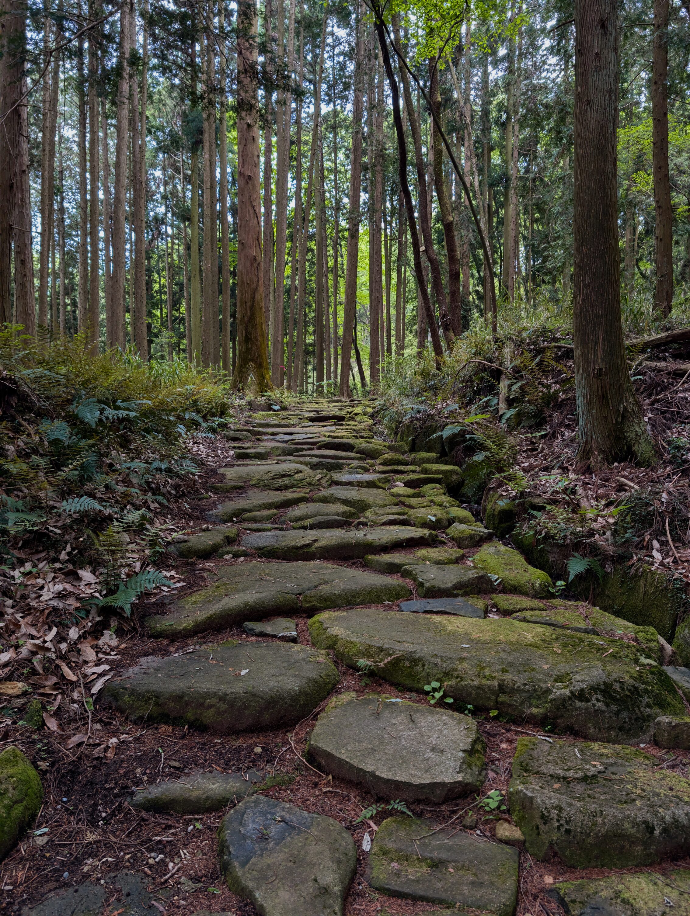 A path through a forest set with uneven stones.