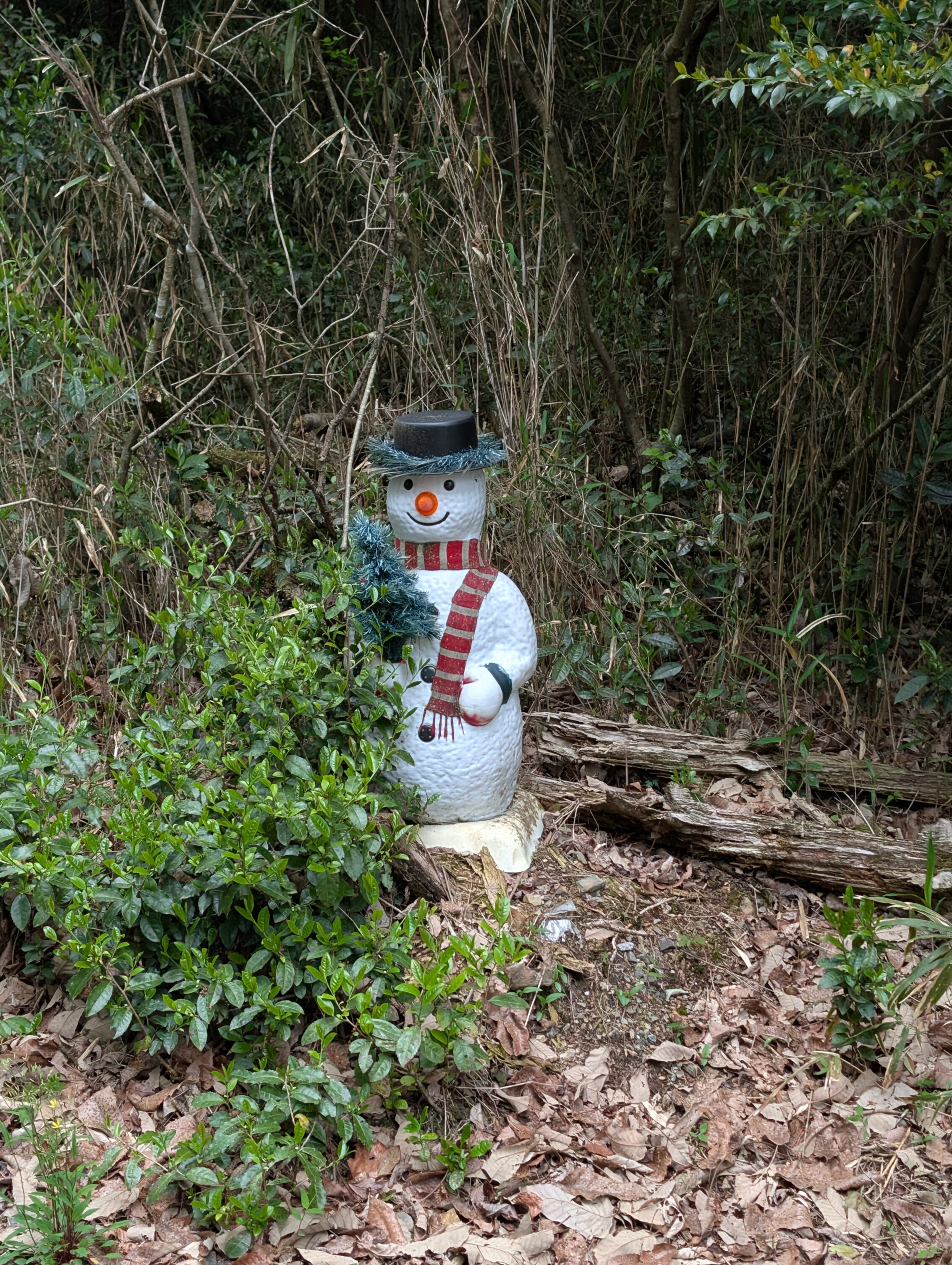 A plastic snowman is hiding amongst the bushes.
