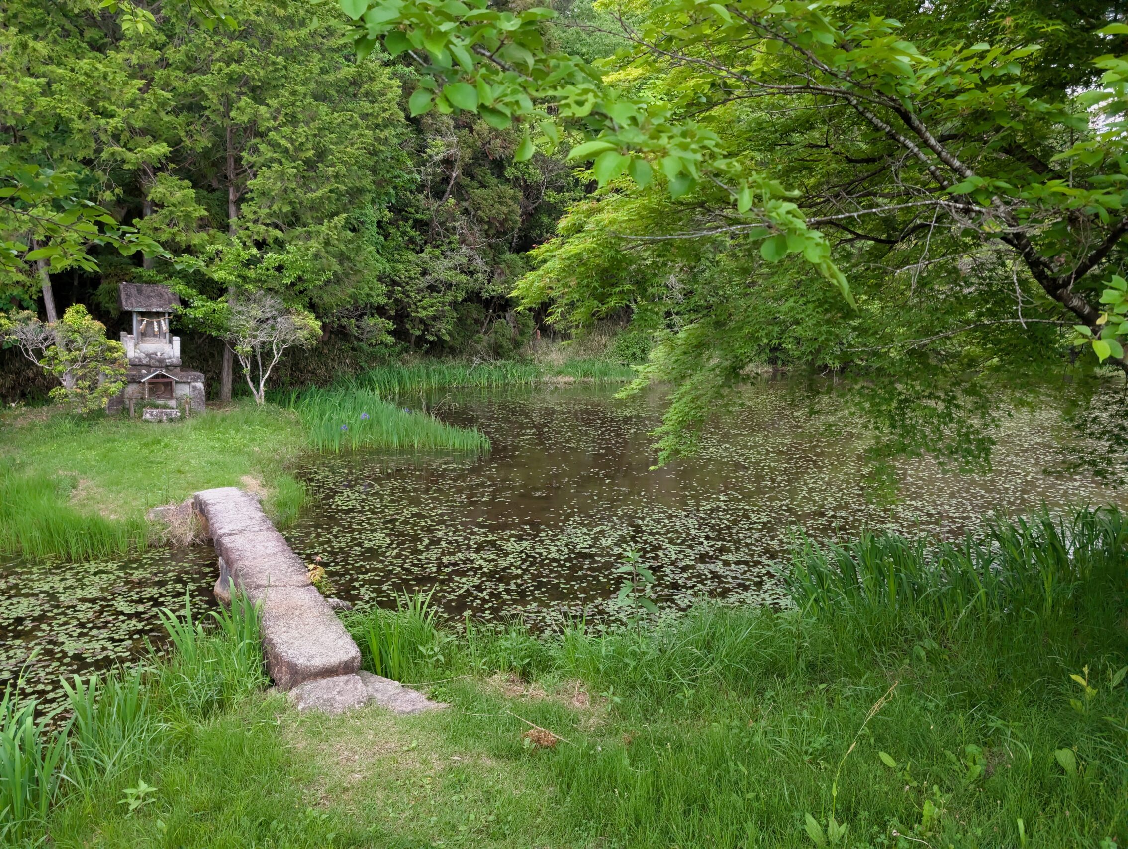 A pond amidst the greenery with a narrow stone bridge leading to a tiny island with temple.