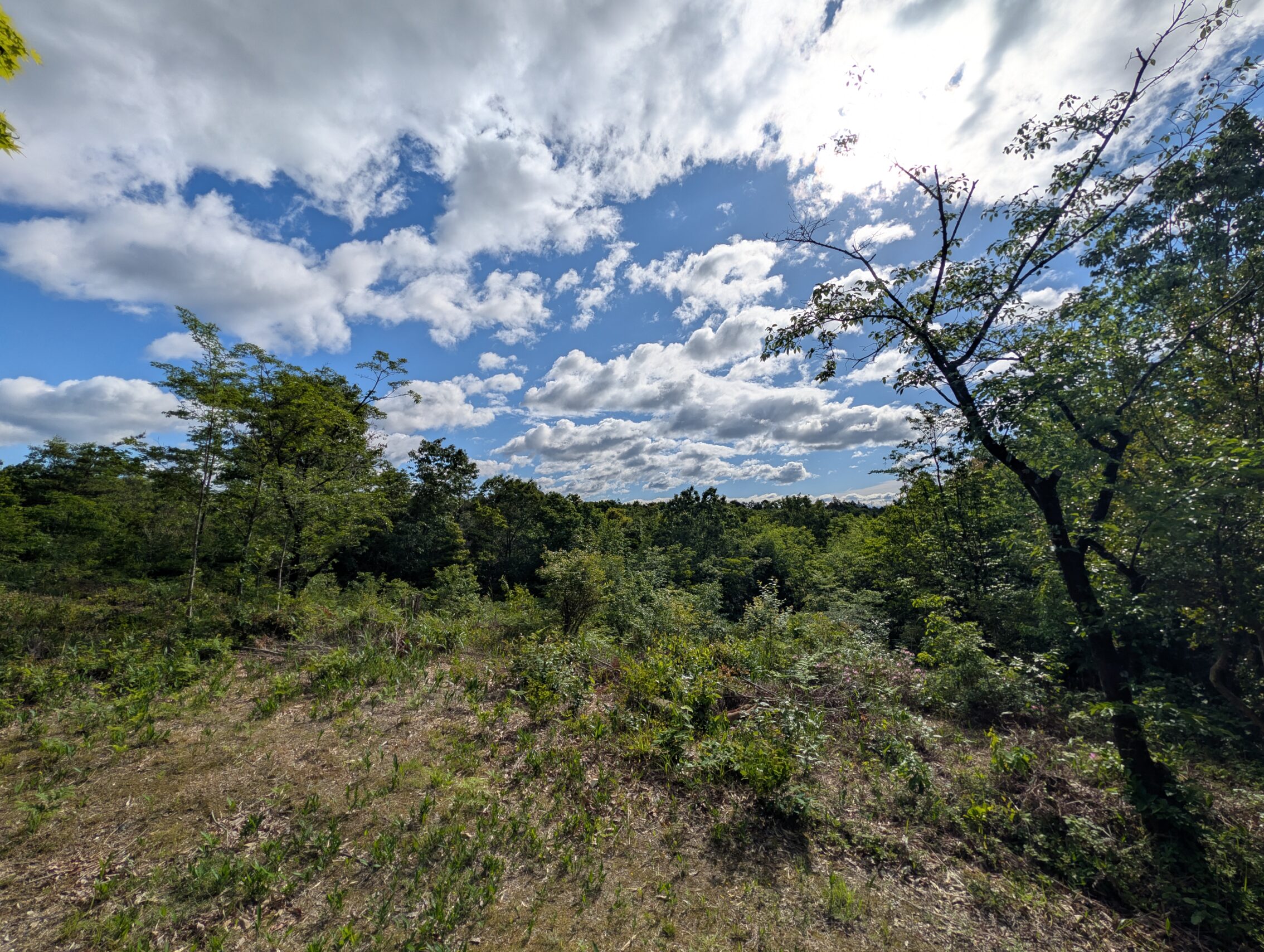 A view from the top of a hill showing trees and a blue sky filled with clouds.